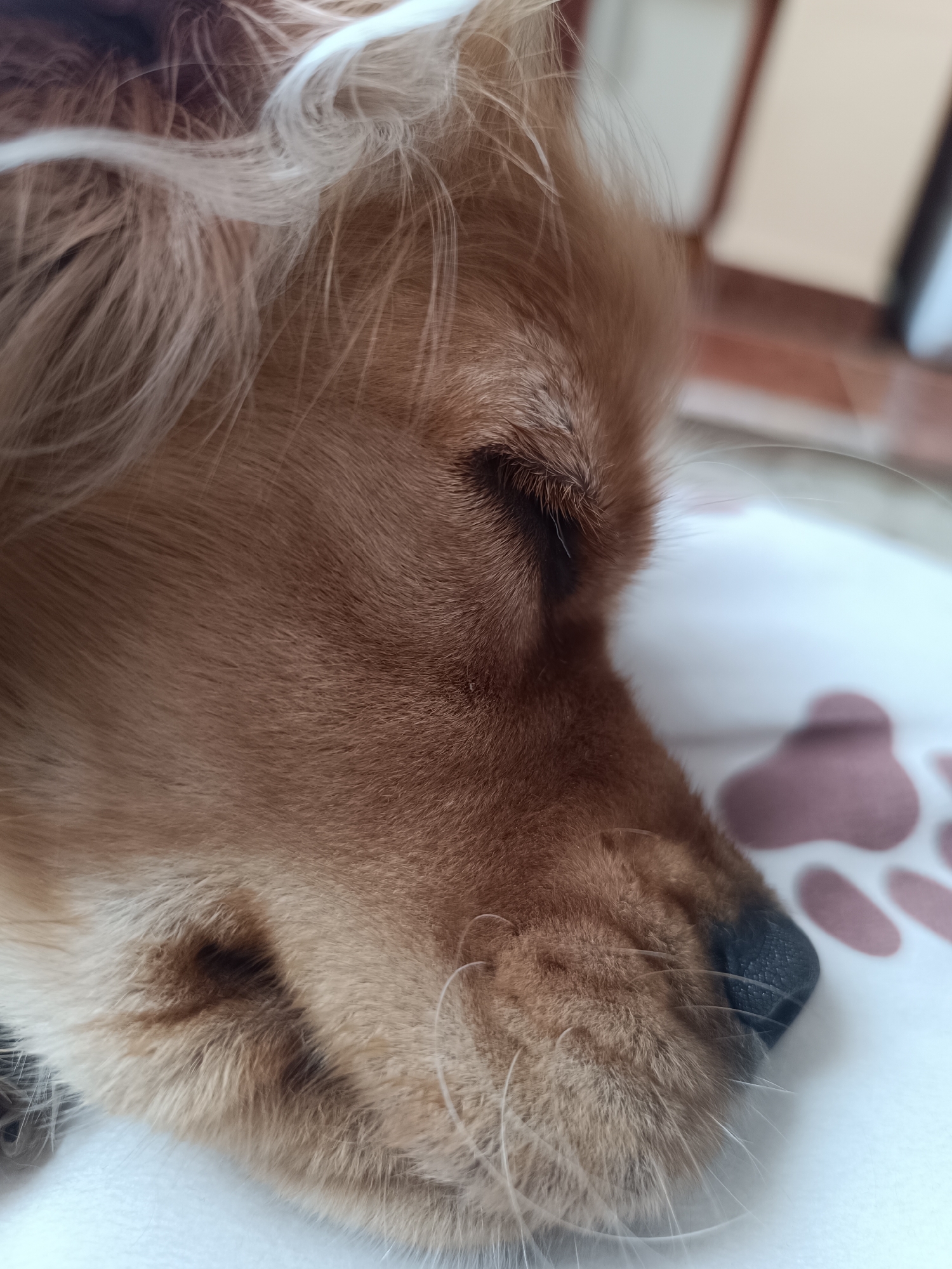 A close-up shot shows the head of a sleeping dog. The dog is light brown with long fur around its face and ears. Its eye is closed. The dog rests on a white surface with pink paw prints. The setting appears to be indoors. The location in the city of Pleven, Bulgaria cannot be identified from the image.
