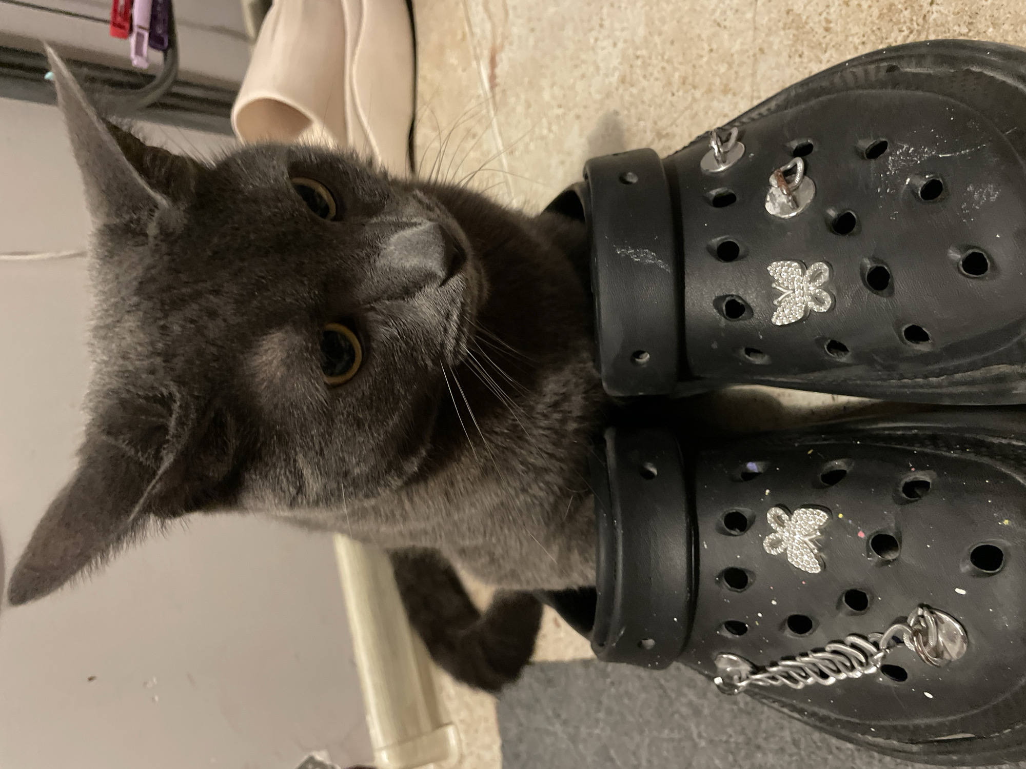 A domestic shorthair cat with grey fur and yellow eyes is sitting inside a pair of black Crocs. The Crocs are decorated with several charms, including two butterfly charms and a dangling charm with a heart and a coiled spring. The cat is facing forward, looking down with a slightly sad expression. The background is blurred, but appears to be an indoor setting with tiled flooring and a white baseboard. There are also some light-colored slippers visible in the background. The image does not provide any information about the location in Sochi, Russia.