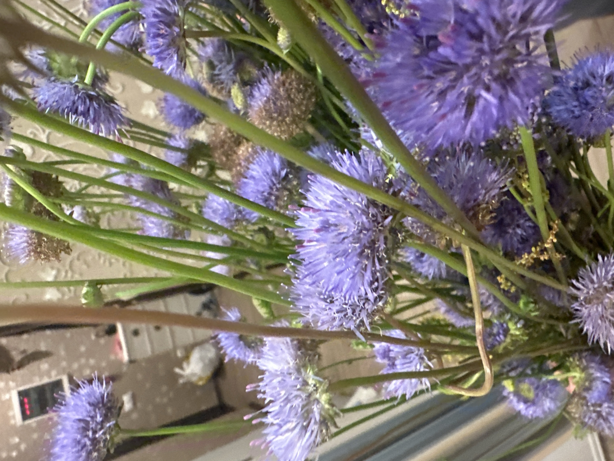 This is a close-up, eye-level shot of a bouquet of purple thistle-like flowers in a vase. The background is blurred but appears to be an indoor domestic setting with a white cabinet and a white plastic bag. The flowers are the primary focus, with their spiky purple petals and green stems filling most of the frame. Some of the flowers are in full bloom, while others are still buds or have gone to seed. The lighting is soft and diffused, suggesting an indoor environment.