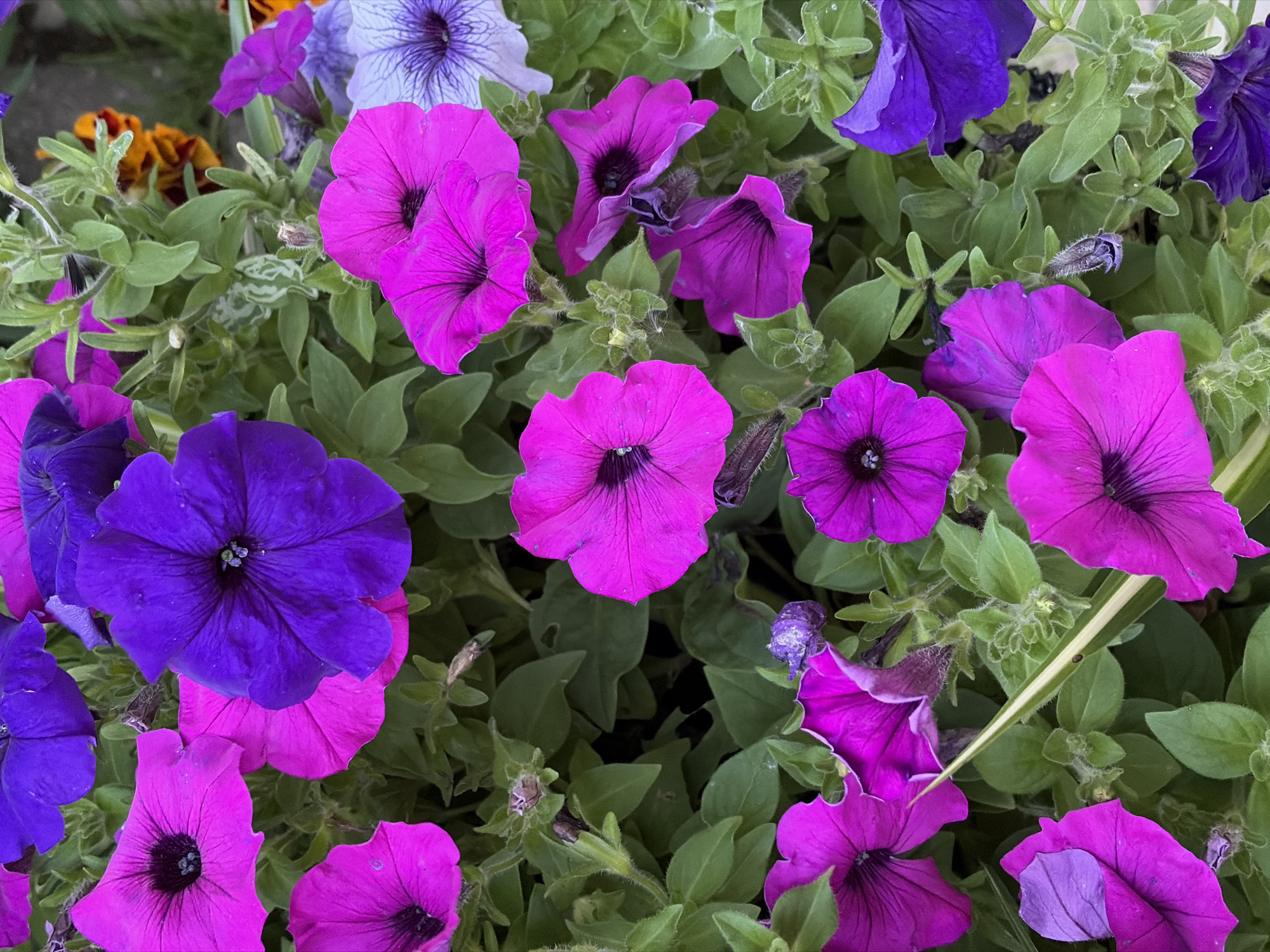 The image is a close-up, top-down view of a dense planting of petunias in various shades of purple and magenta, with some hints of orange marigolds in the background. The flowers are in full bloom, with some petals slightly wilting or showing signs of age. The foliage is green and lush, with visible stems and small buds. The overall impression is of a vibrant, outdoor floral display. This scene is located in Khimki, Russia. There are no people or animals present in the image.
