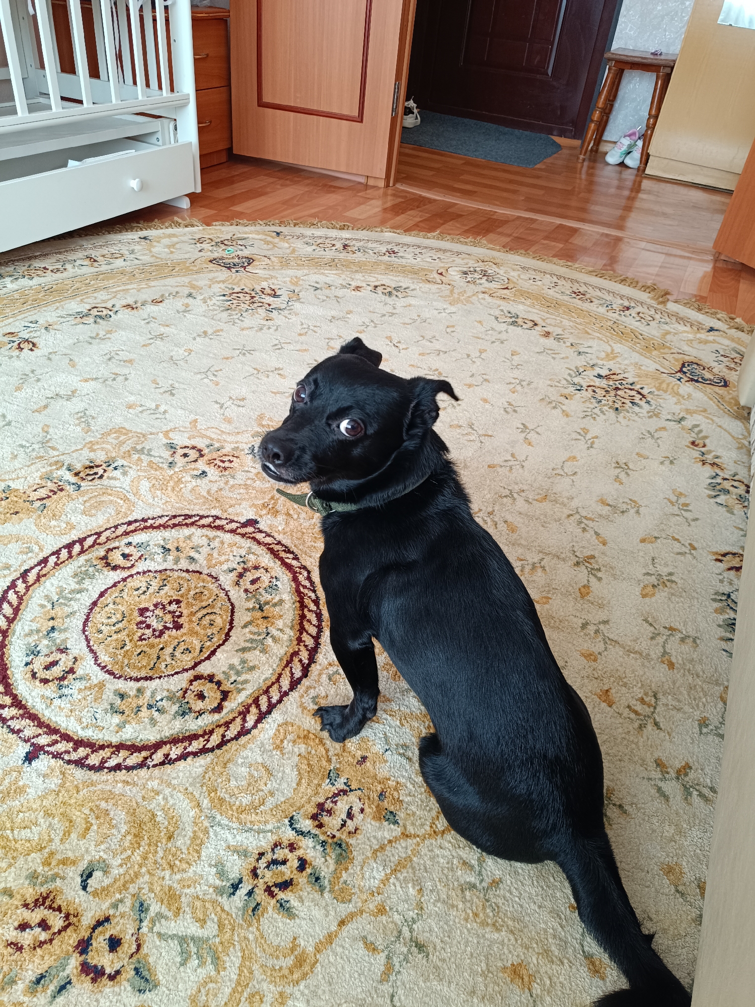 A black dog sits on a round beige and gold floral rug. The dog has a green collar and is looking up and to the left. In the background, there is a white crib, wooden furniture, and an open doorway. The room appears to be indoors with hardwood flooring. The location is likely Tobolsk, Russia, based on implied information from user prompts.