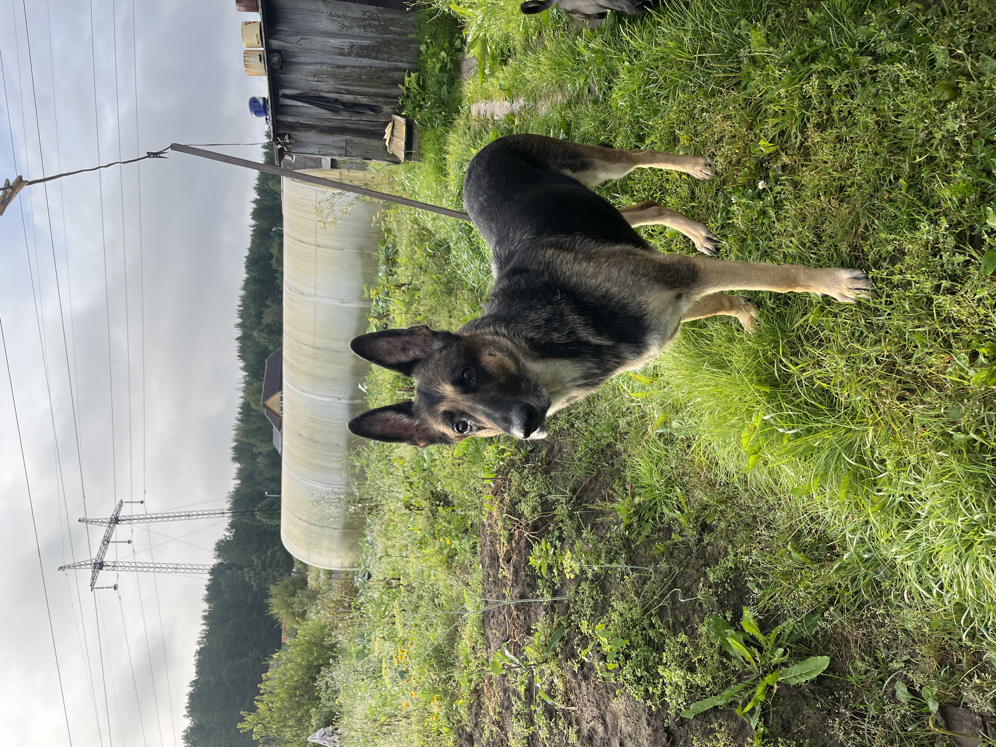 A medium shot captures a German Shepherd dog standing in a grassy, uncultivated outdoor area that appears to be a backyard or rural property. The dog is facing slightly left, with its head turned towards the camera. The dog has black and tan fur, erect ears, and appears healthy. Behind the dog, a large, white, arched greenhouse structure is visible, along with a dilapidated wooden shed with a metal roof. In the background, dense green trees form a treeline, and a tall electricity pylon with power lines stands against a cloudy sky. The ground is covered in various types of grass and some bare soil patches. The lighting suggests it is daytime, possibly overcast. The overall scene depicts a rustic, possibly semi-rural setting.