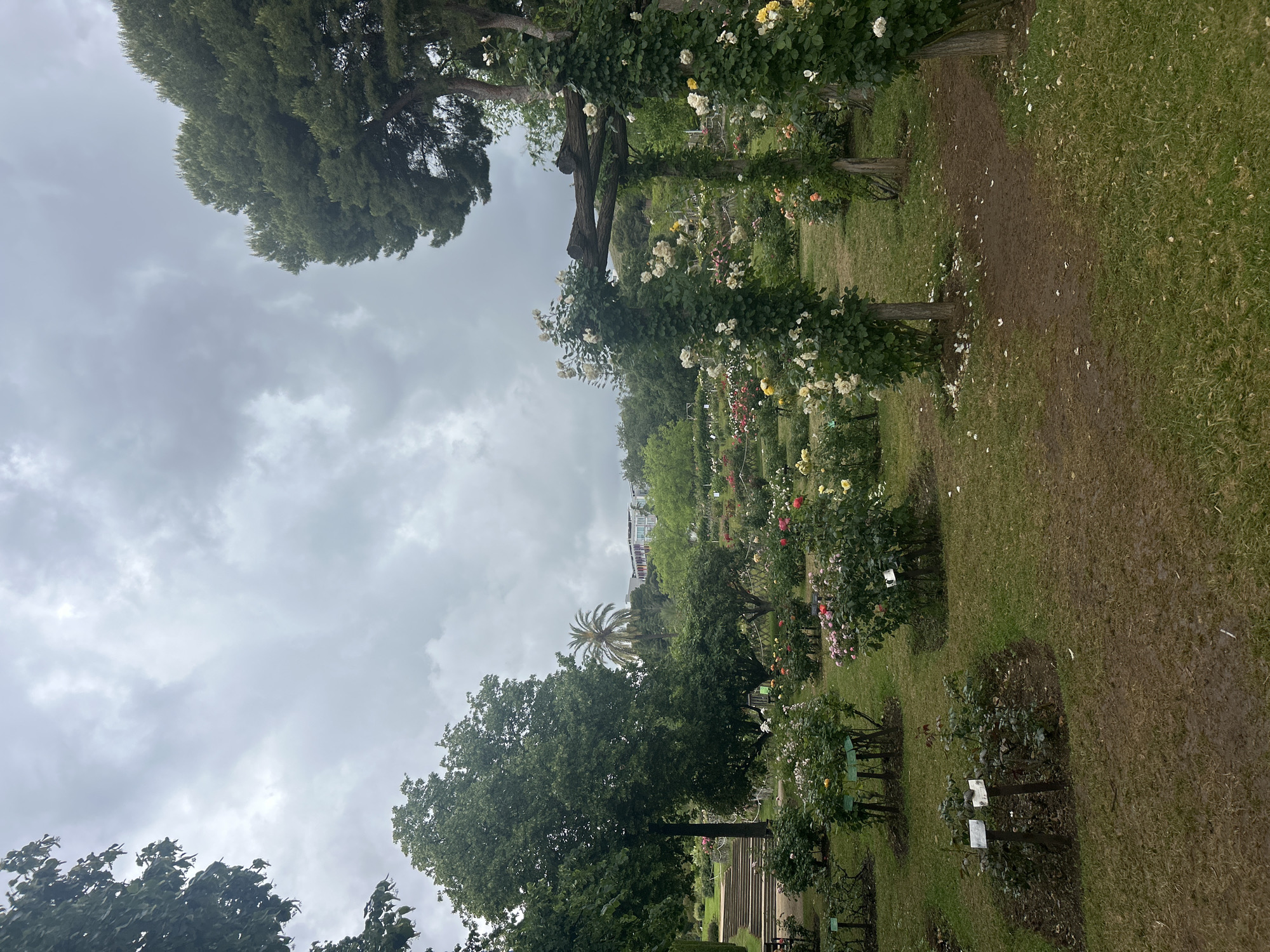 The image captures a garden scene, likely in Barcelona, Spain. It appears to be taken within the Rose Garden, based on the arrangement of the rose bushes aligned in rows and the trees acting as trellises for climbing roses. The sky is overcast with grey clouds. The trees are various shades of green. The ground is mostly covered with green grass.