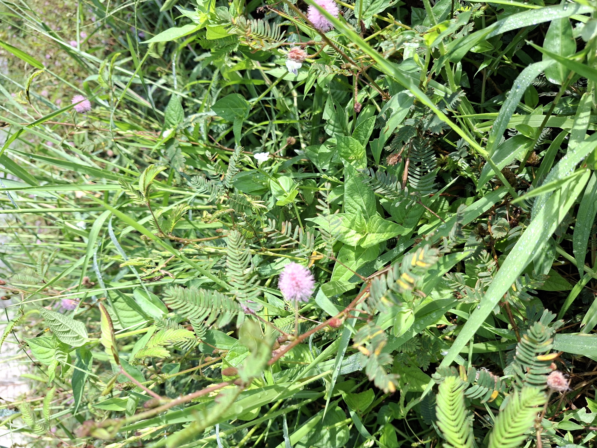 The image shows a patch of overgrown greenery, possibly a roadside or unkempt garden in Lodtunduh, Indonesia. The dominant vegetation appears to be a mix of grasses, broadleaf plants, and Mimosa pudica (sensitive plant) with its characteristic fern-like leaves and pink, pom-pom-like flower heads. Some of the grasses have water droplets clinging to their blades. The scene conveys a sense of uncontrolled, natural growth.