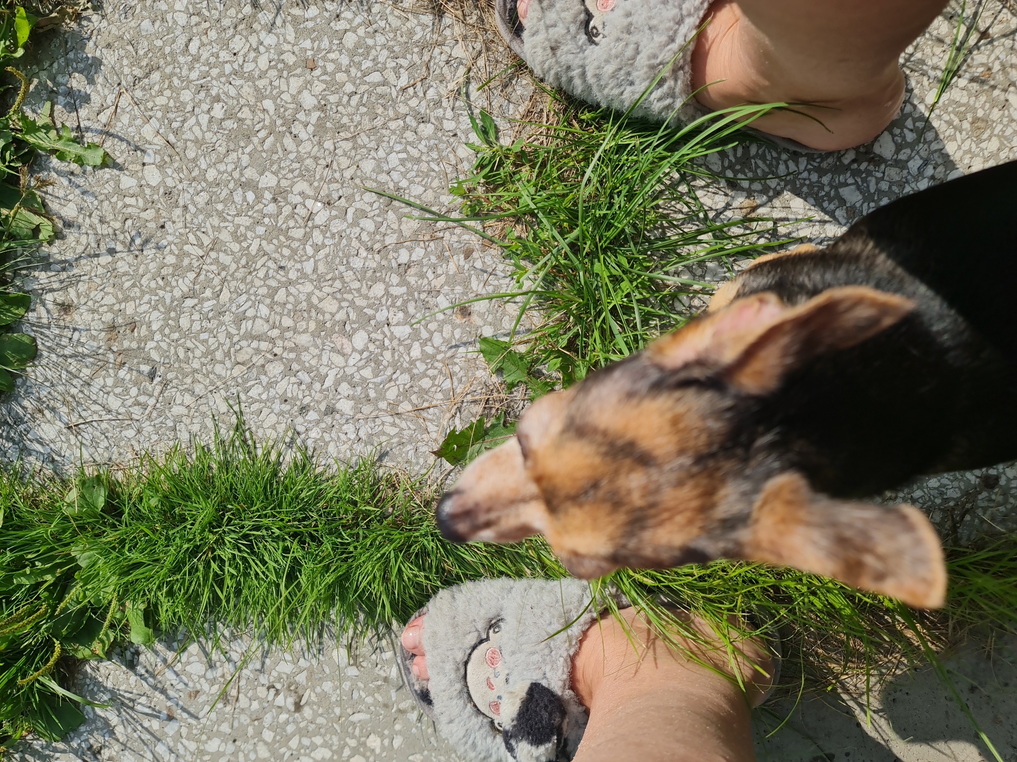 A top-down, close-up shot shows a small dog standing on a concrete path near a patch of grass. The dog is out of focus, with its head turned slightly away from the camera and its back facing the viewer. The dog appears to have brown and black fur. On either side of the dog, human feet are visible, wearing fuzzy grey slippers with animal faces on them. The slippers are partially covered by blades of grass. The concrete path has a speckled texture. The scene is lit by bright sunlight, casting shadows from the grass onto the concrete. The overall impression is of a casual outdoor setting in a city environment, possibly a park or residential area. The specific location of Angarsk, Russia, is not discernible from the visual elements present in the image.