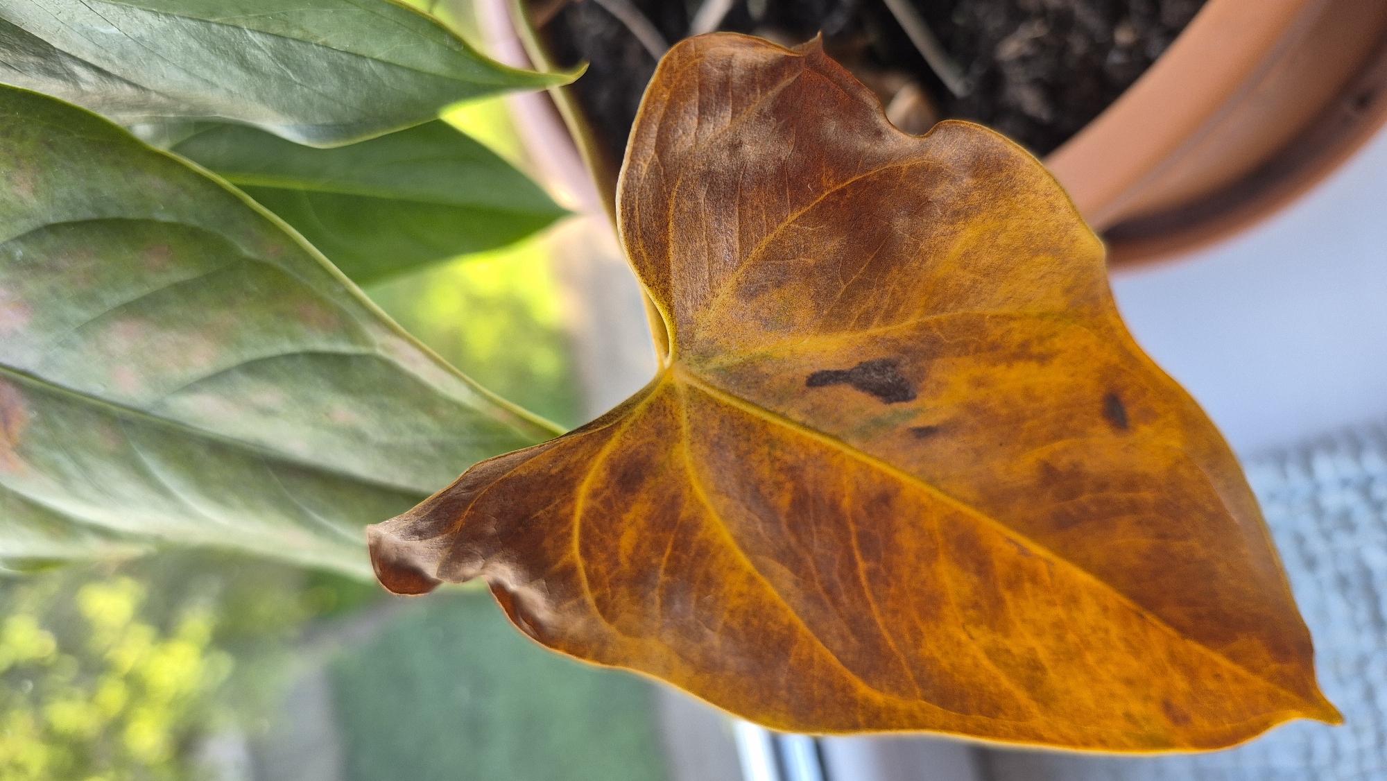 The image shows a close-up of a dying plant leaf, predominantly brown and orange, with some darker spots. The leaf is curled and appears dry. In the background, out of focus, are green plant leaves with some lighter pinkish spots, and a blurred background suggesting an outdoor environment with trees and sunlight. The plant is in a terracotta pot, partially visible. The scene is indoors, near a window, as indicated by the light source and the blurred view outside. There are no people visible. This image does not contain any information related to the city of Krauja, Latvia.
