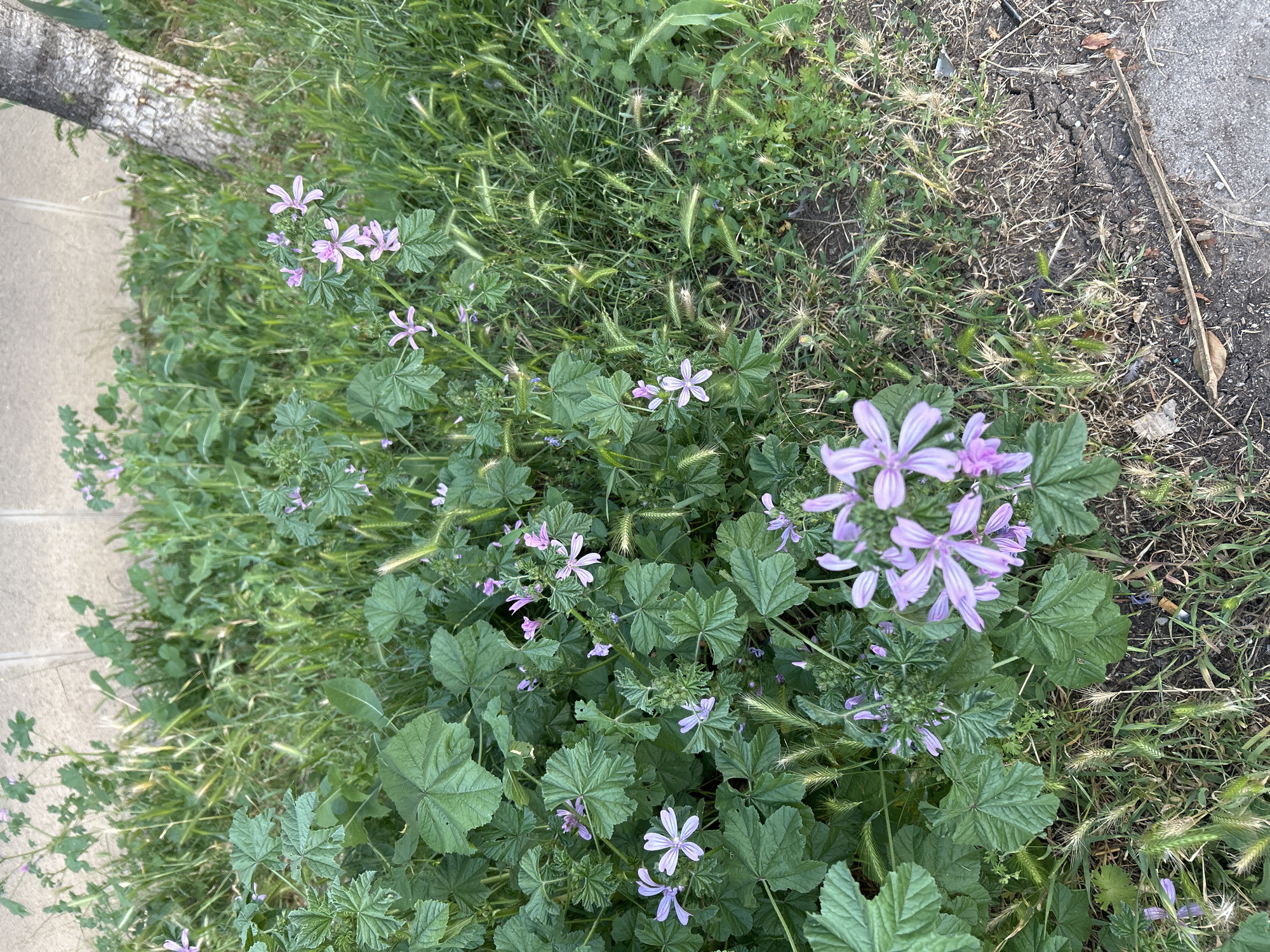This is a close-up, high-angle, eye-level shot of a patch of green vegetation with several small, light purple flowers. The flowers have five petals each and are clustered together in some areas. The leaves are green and lobed, with some appearing larger and more prominent than others. There are also blades of grass and other green foliage visible, creating a natural, wild ground cover.
In the upper left corner, a portion of a tree trunk is visible, its bark textured and light gray. Adjacent to the vegetation on the left is a pathway or sidewalk made of light-colored rectangular stones. On the right side of the image, the ground transitions to dry, cracked earth with scattered dry grass, twigs, and some debris, including what appears to be a discarded cigarette butt.
The scene suggests an outdoor setting, likely in a park, garden, or natural area. The lighting indicates it could be daytime, possibly late afternoon or early morning, given the soft shadows and the overall illumination of the scene. The overall impression is one of natural growth and a slightly untamed environment. There is no visible text in the image. The location context is Sofia, Bulgaria.