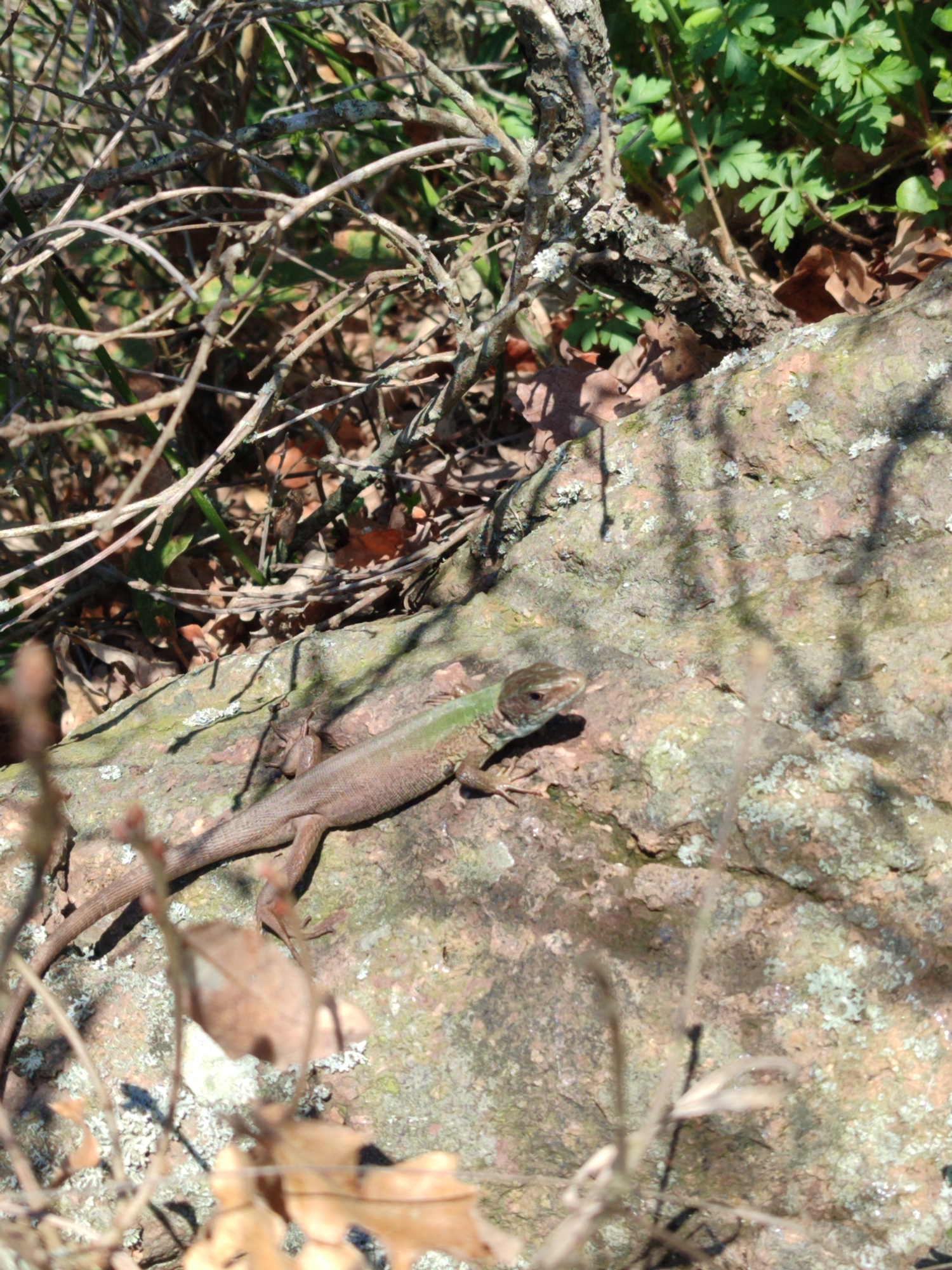 A lizard is on a mossy rock in a wooded area. Dry leaves and twigs are scattered around the rock. Green foliage is visible in the background. The image was taken in Burgas, Bulgaria.