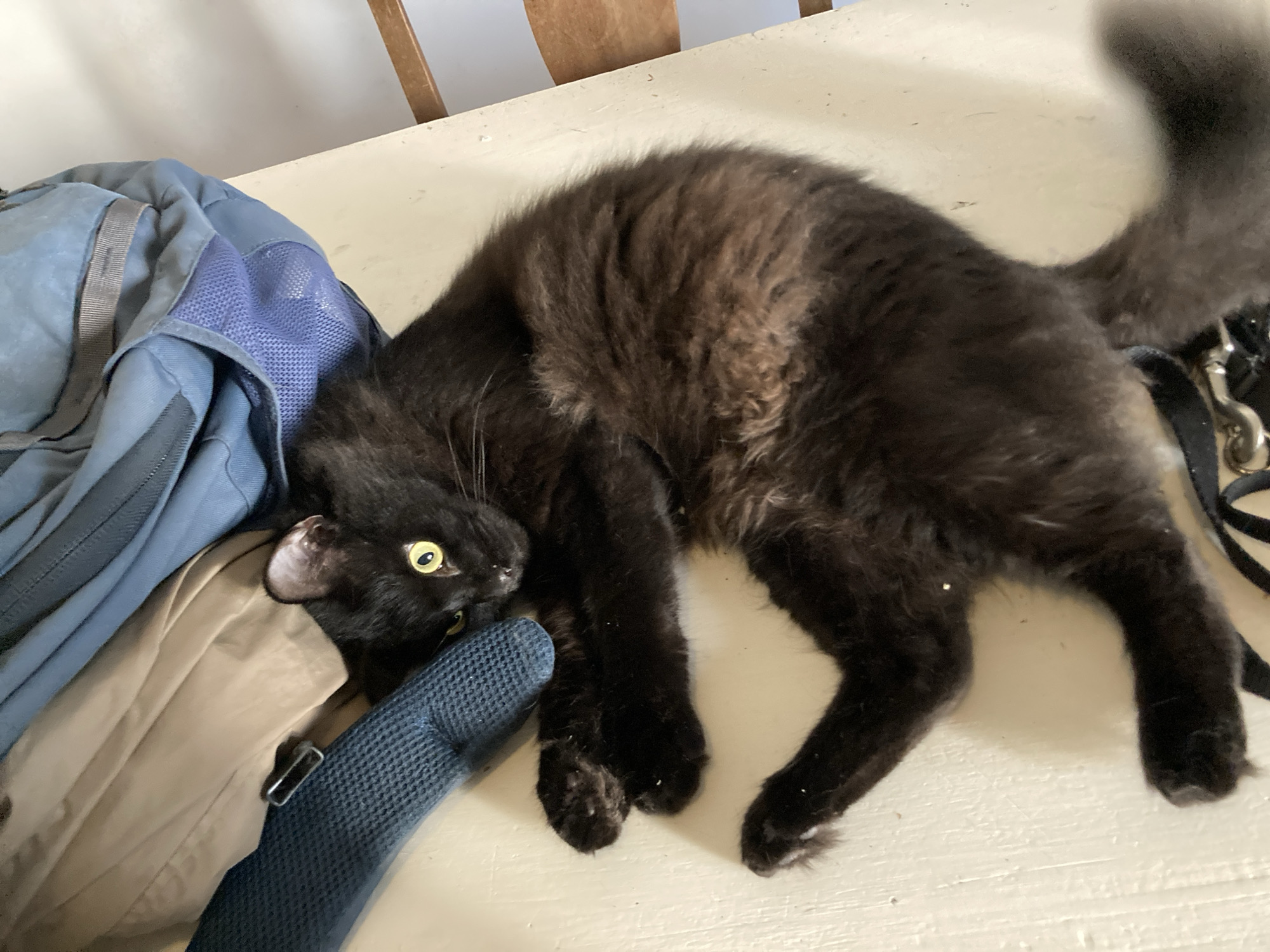 A black, long-haired cat is sprawled on a light-colored table, resting or playing next to a blue backpack. The cat is positioned on its side, with its body stretched out and its head turned towards the camera. Its striking, wide yellow-green eyes are directly looking forward, conveying curiosity or attentiveness. The cat's fur is long, fluffy, and predominantly black, though some brownish undertones are visible, especially along its back. Small white flecks, possibly dust or dander, are scattered across its fur and the table surface. One of its pointy ears is slightly folded back.
To the left of the cat, a blue-gray backpack or bag is partially visible, featuring a mesh panel in a slightly darker blue. A light tan piece of fabric, possibly a jacket or another item, is tucked in beside the backpack. The cat's front paws are near or gently touching a strap of the backpack, while its hind legs are extended. A fluffy, black tail curves upwards on the right side of the frame, and a black leash with a metallic clasp is visible near the cat's hindquarters. The surface the cat is lying on appears to be a worn, light-colored wooden table or countertop. In the upper background, part of a brown wooden chair back is visible, indicating an indoor setting. The bright lighting suggests it is daytime. There is no visible text in the image.