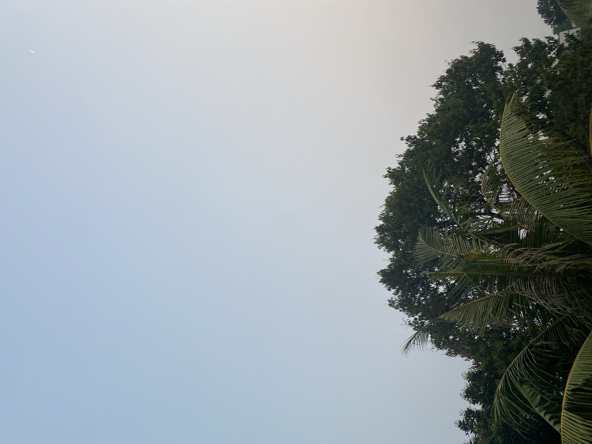 The image shows a clear sky with a faint crescent moon in the upper right quadrant. The bottom half of the image is dominated by the dense canopy of trees, with a large, leafy tree in the center and palm fronds in the foreground. The scene appears to be taken outdoors, possibly at dusk or dawn given the lighting and the presence of the moon. The environment suggests a tropical or subtropical climate, consistent with the location of Tangerang, Indonesia. There are no people or buildings visible in the frame.
