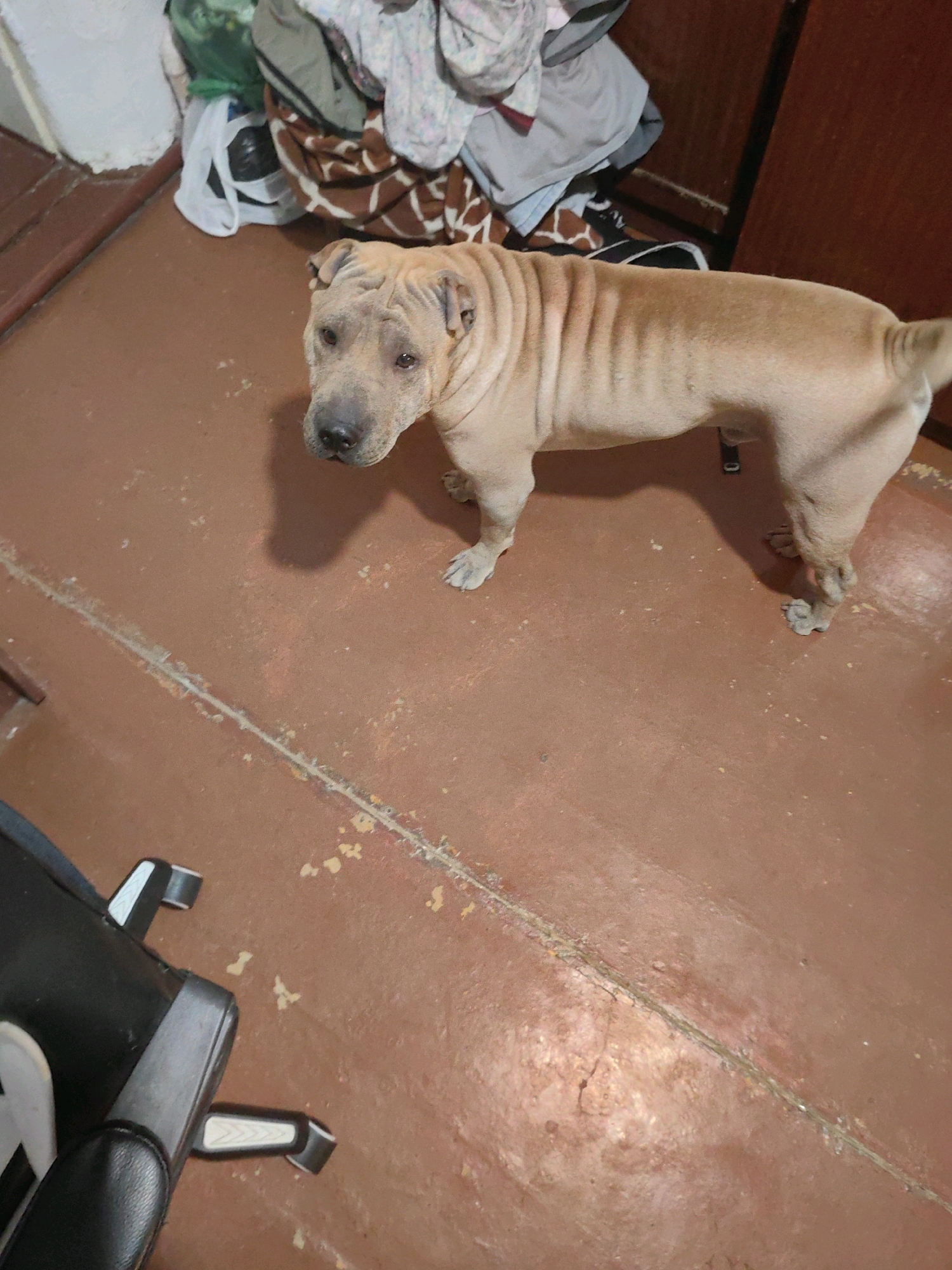The image shows a dog standing on a reddish-brown floor. The dog is light brown and appears to be a Shar-Pei breed, with visible wrinkles on its face and body. In the background, there is a pile of clothes and bags, and a wooden cabinet. To the left, a portion of a black office chair is visible. The scene appears to be indoors, possibly in a residential setting. There is no indication of the location being in the city of Shymkent, Kazakhstan.