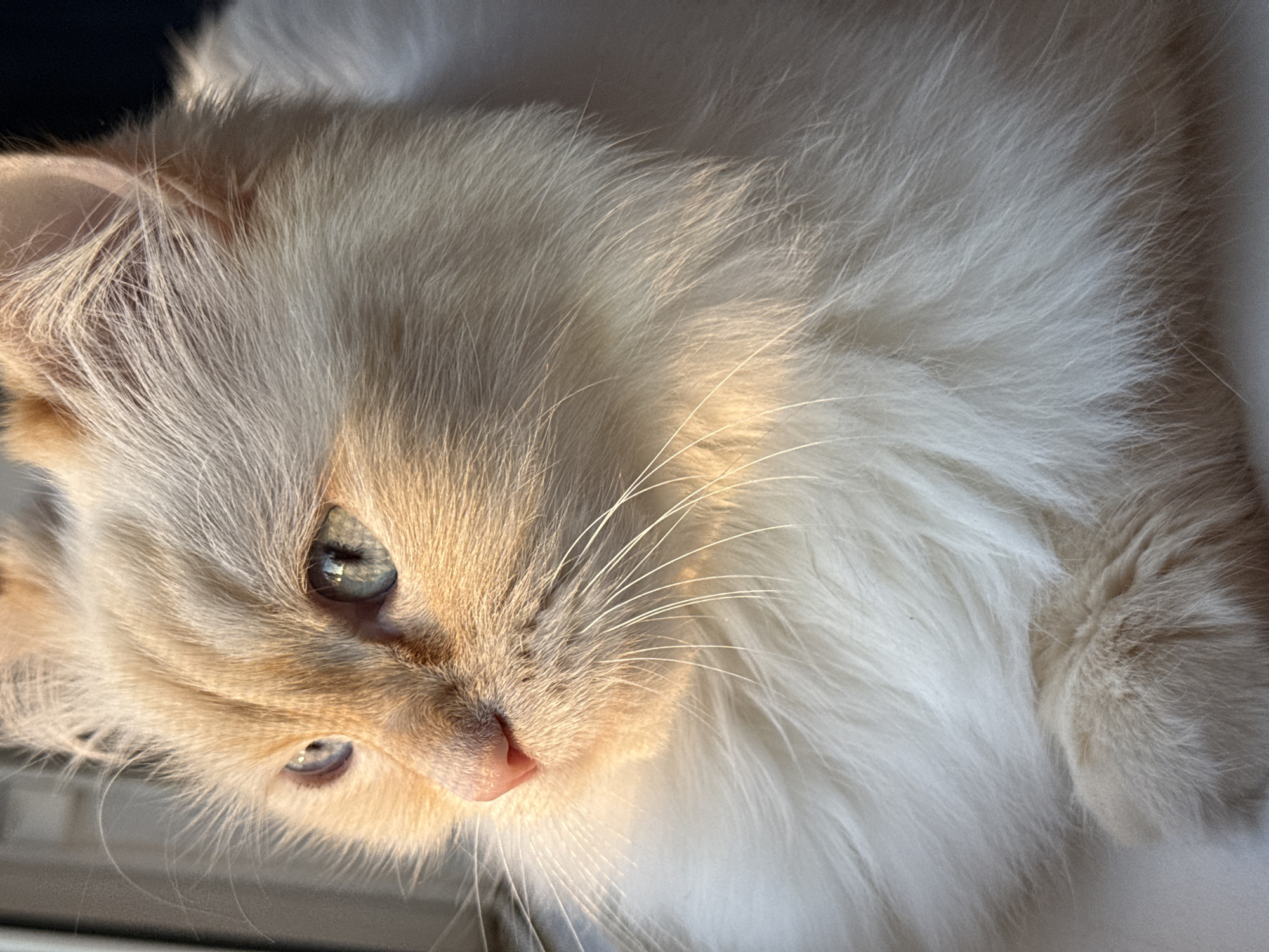 A close-up, portrait shot of a cream-colored long-haired cat looking towards a window. The cat's fur is illuminated by warm, golden light, creating a dappled effect across its face and body. Its blue eyes are visible, reflecting the light. The cat's pink nose and long white whiskers are prominent. Its front paws are tucked neatly beneath its chin. The background is blurred, suggesting a shallow depth of field. The scene appears to be indoors, possibly in a home. There is no indication of the cat's location within Chaikovsky, Russia.