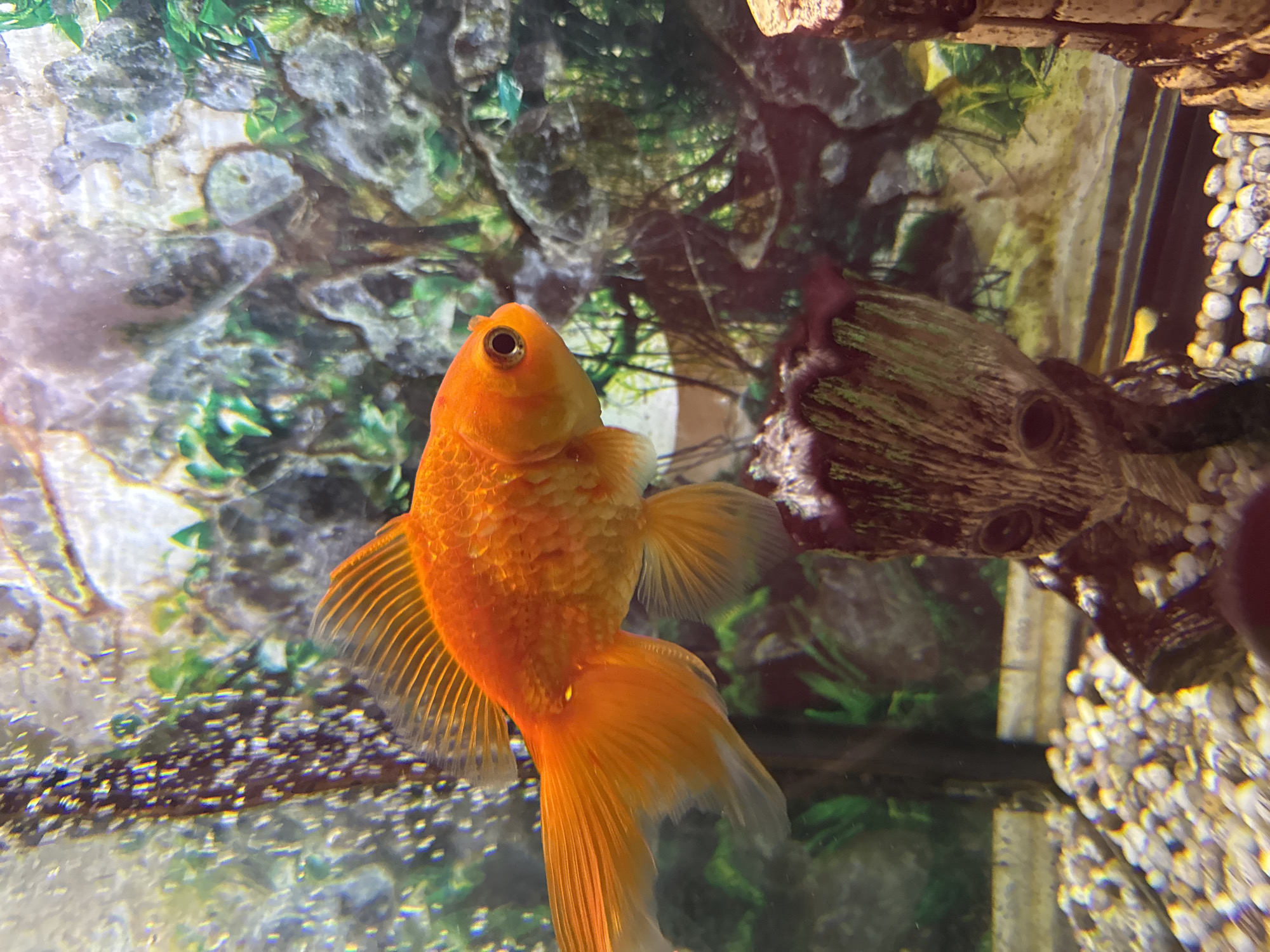 A close-up shot features an orange goldfish in an aquarium. The fish is the primary subject, positioned centrally in the frame. The background includes aquatic plants and a decorative driftwood-like object. The aquarium's gravel bottom is visible. There is no evidence in the provided imagery to suggest this scene is located in Раздолье, Russia, or anywhere else geographically. The image mainly presents the goldfish and its immediate environment within the aquarium.