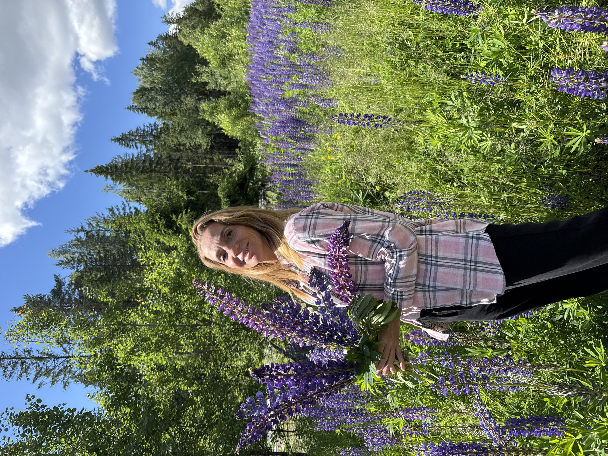 A blonde woman stands in a field of purple lupine flowers, holding a large bouquet of the same flowers. She is wearing a pink and white plaid shirt and black pants. Behind her, a dense forest of green trees stretches to the horizon under a blue sky with scattered white clouds. The sunlight illuminates the scene, creating a bright and vibrant atmosphere. The location appears to be a natural outdoor setting, possibly a rural area or a park with extensive wildflower growth.