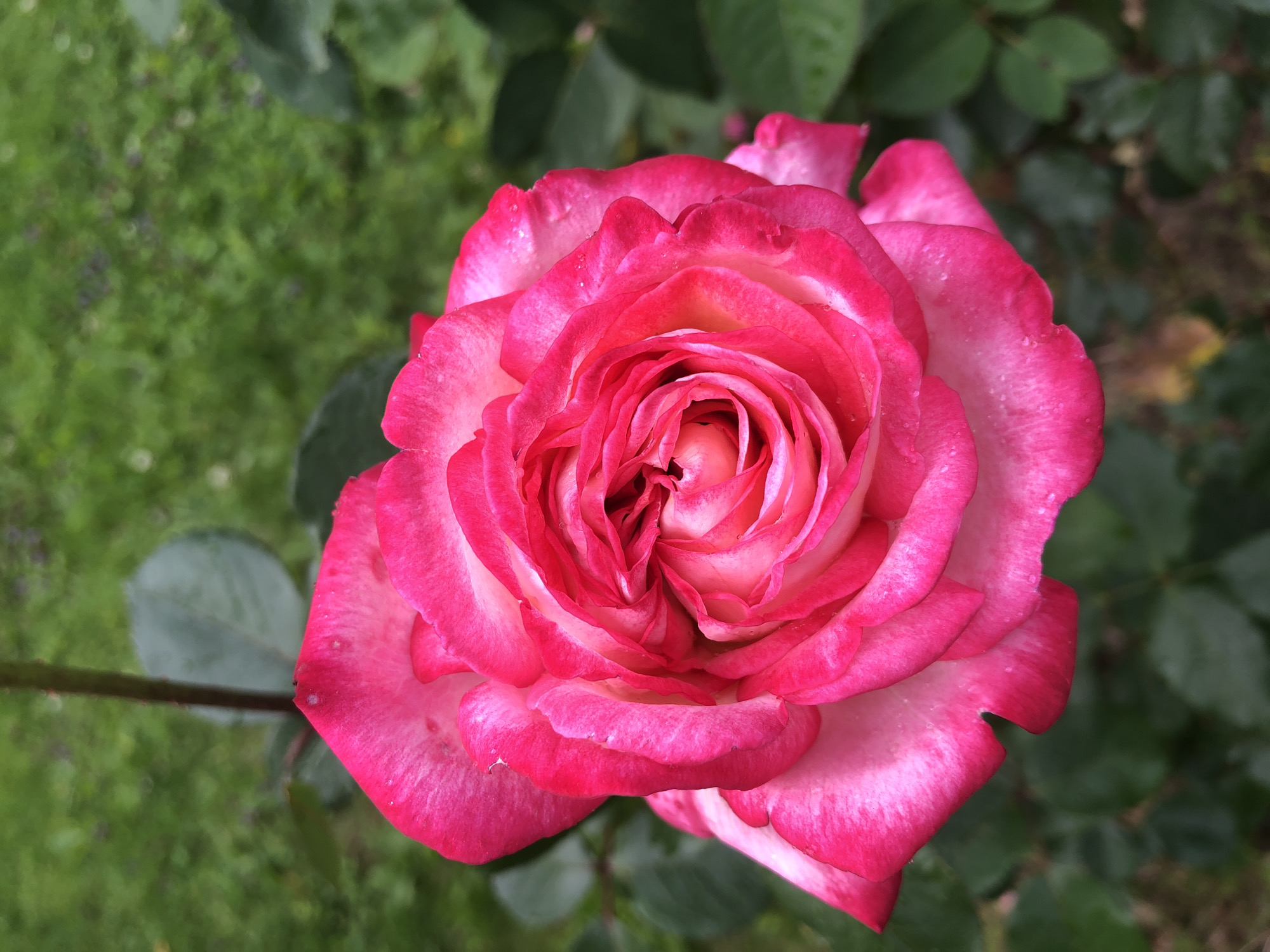 This is a close-up, overhead shot of a single, fully bloomed pink and white rose. The rose is the primary subject, with its petals unfurling in concentric layers towards the center. The outer petals are a vibrant pink with white edges, while the inner petals transition to a softer pink and cream. Small water droplets are visible on the petals, suggesting recent rain or dew. The rose is positioned slightly off-center to the right, with its stem extending towards the lower left corner of the frame.
The background is softly blurred, featuring lush green foliage and grass. The greenery suggests an outdoor setting, likely a garden or park. The lighting appears to be natural daylight, possibly overcast given the soft shadows and even illumination. No people are visible in the image, and there is no visible text. The overall impression is one of natural beauty and tranquility. The location context provided is "Московский Ветеран Снт, Russia."