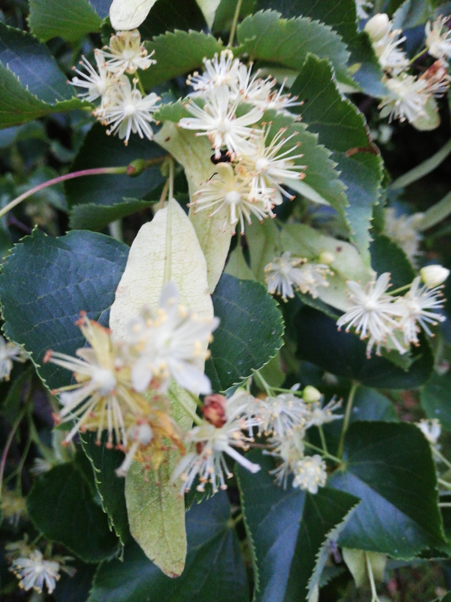 This is a close-up, slightly blurred, vertical-orientation photograph of linden tree blossoms and leaves. The blossoms are white with thin, delicate petals and prominent yellow stamens. They are clustered together on thin stems, with a few distinct buds visible. The leaves are large, heart-shaped, and dark green, with serrated edges. One prominent, dried linden leaf is visible in the center of the frame, exhibiting a network of veins. The background is a dense, dark green foliage. The image appears to have been taken outdoors in natural light, possibly in a park or garden setting. There is no indication of human presence or activity in the frame, nor any specific landmarks that would identify the location as Новапагосцкі сельскі Савет, Belarus.