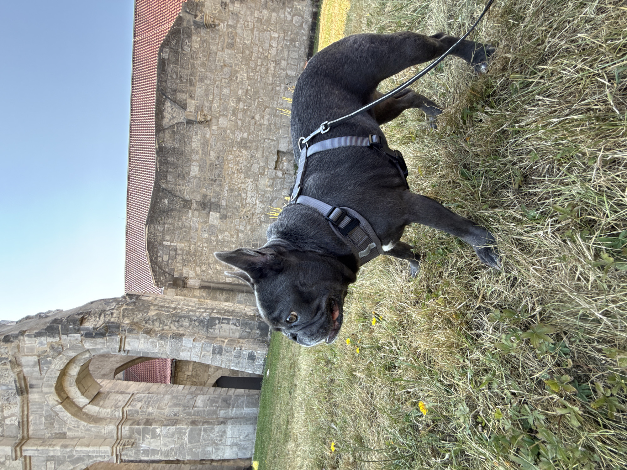 A dark gray French bulldog stands in a grassy area with yellow wildflowers, facing left, in front of a large, old stone building with arched openings and a red-tiled roof. The building appears to be a historical ruin or part of a larger complex. The sky is clear and blue. The dog is wearing a gray harness and is on a leash. The image is taken outdoors during the daytime.