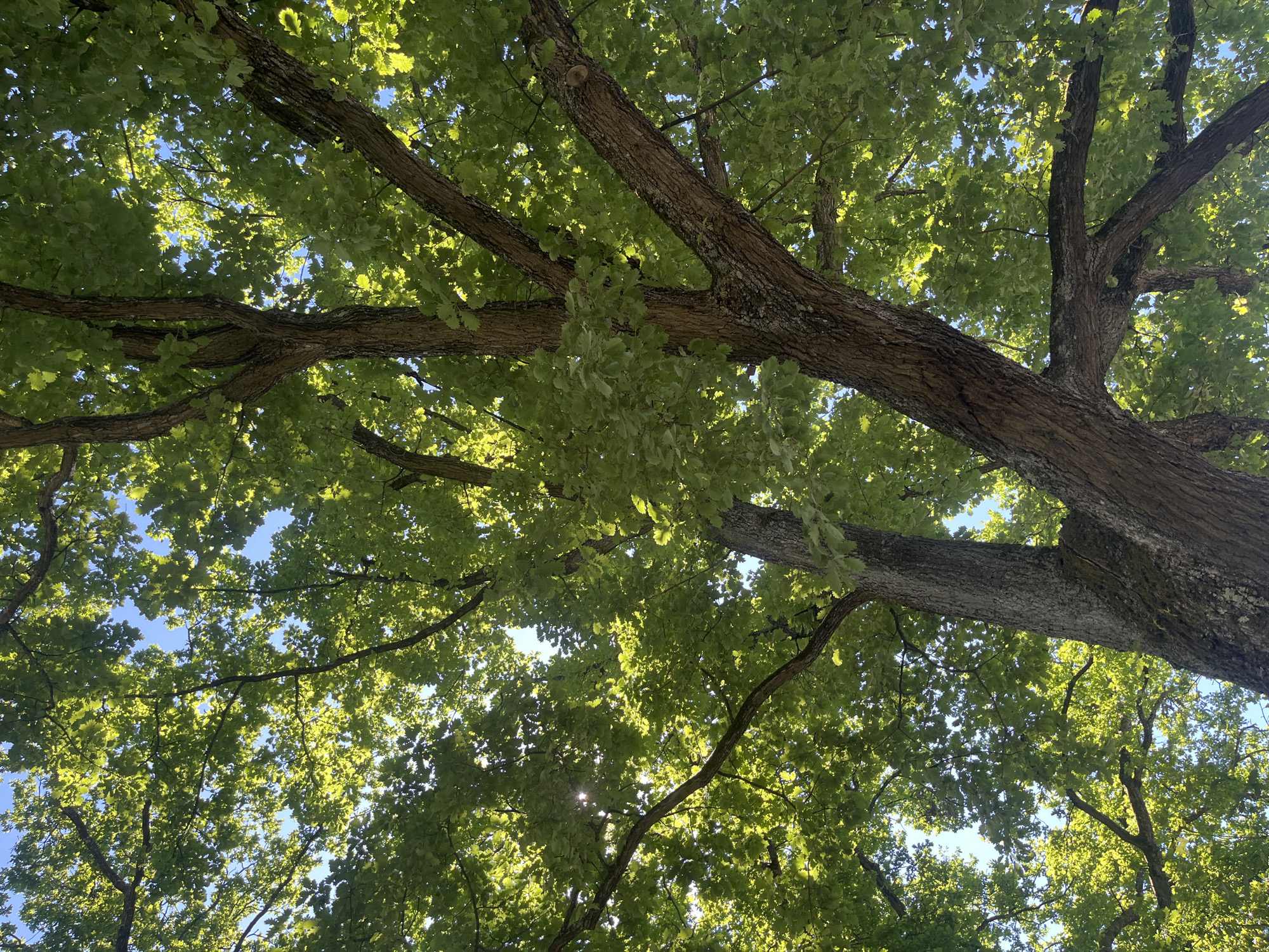 Looking upwards into the canopy of a tree reveals a network of branches laden with green leaves, filtering sunlight. Glimpses of the blue sky are visible through the foliage. The location, though unspecified visually, is presumed to be Saarbrücken, Germany. No people, explicit subjects, or interactions are discernible in the frame, only the natural environment.