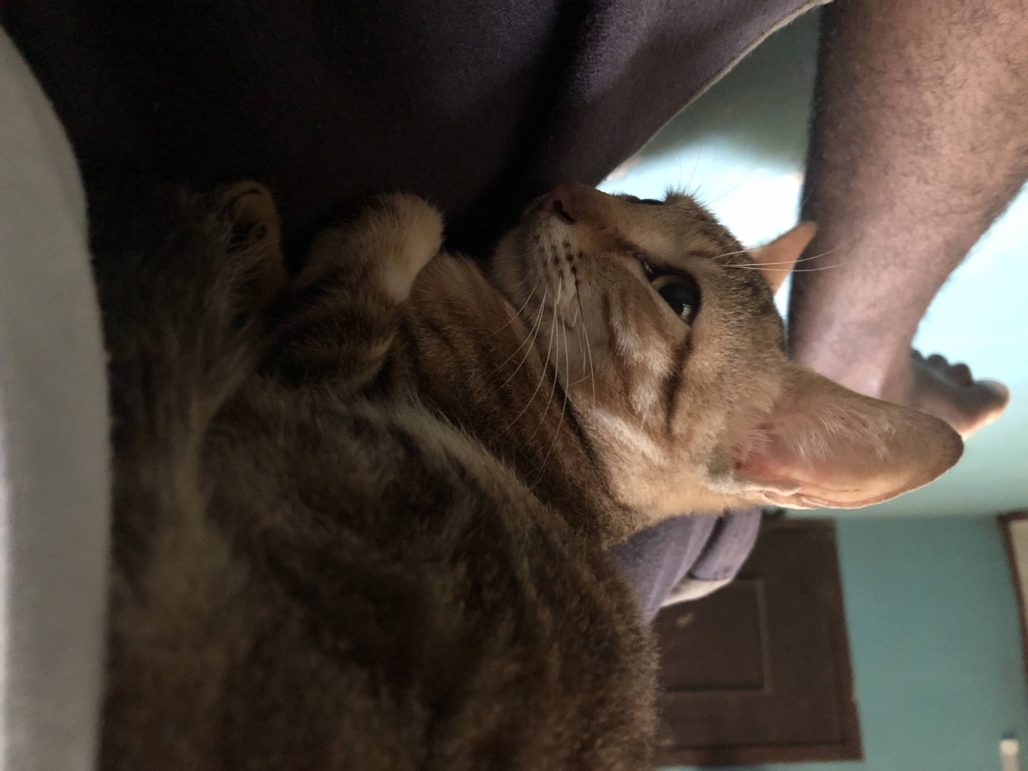 A ginger tabby cat is resting on what appears to be a person's lap. The cat's head and upper body are in focus, with its body extending out of frame. The cat's fur is a mix of orange, brown, and black stripes. Its eyes are open and looking to the left. The background is blurred and shows a turquoise wall with a wooden door and frame. A portion of a person's leg is visible in the upper left corner, with stubble on the skin, indicating the person is likely male. The scene suggests an indoor setting, possibly a home. There is no specific indication that this location is in Lagos, Nigeria; the description is solely based on visual elements present in the image.