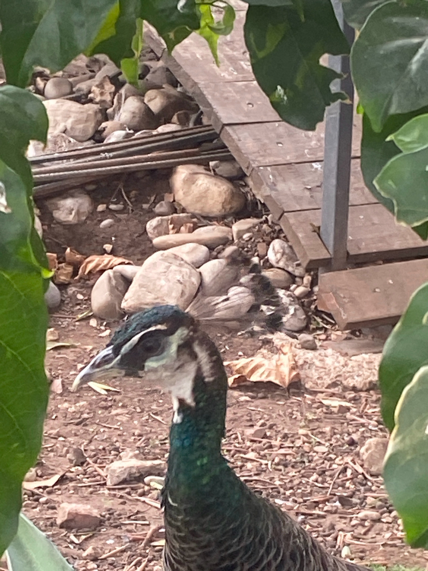 An adult peacock is partially visible in the foreground, its head and neck in focus. The peacock has dark iridescent green and black plumage on its neck, with a white and black striped head and a white beak. Behind the peacock, the ground is covered with small rocks and dry leaves. In the background, there is a wooden deck or walkway made of planks, supported by a metal pole. To the left and right of the image, large green leaves obscure parts of the background. The scene appears to be outdoors, in a naturalistic setting. There is no visible indication of the city of Budva, Montenegro, in the image.