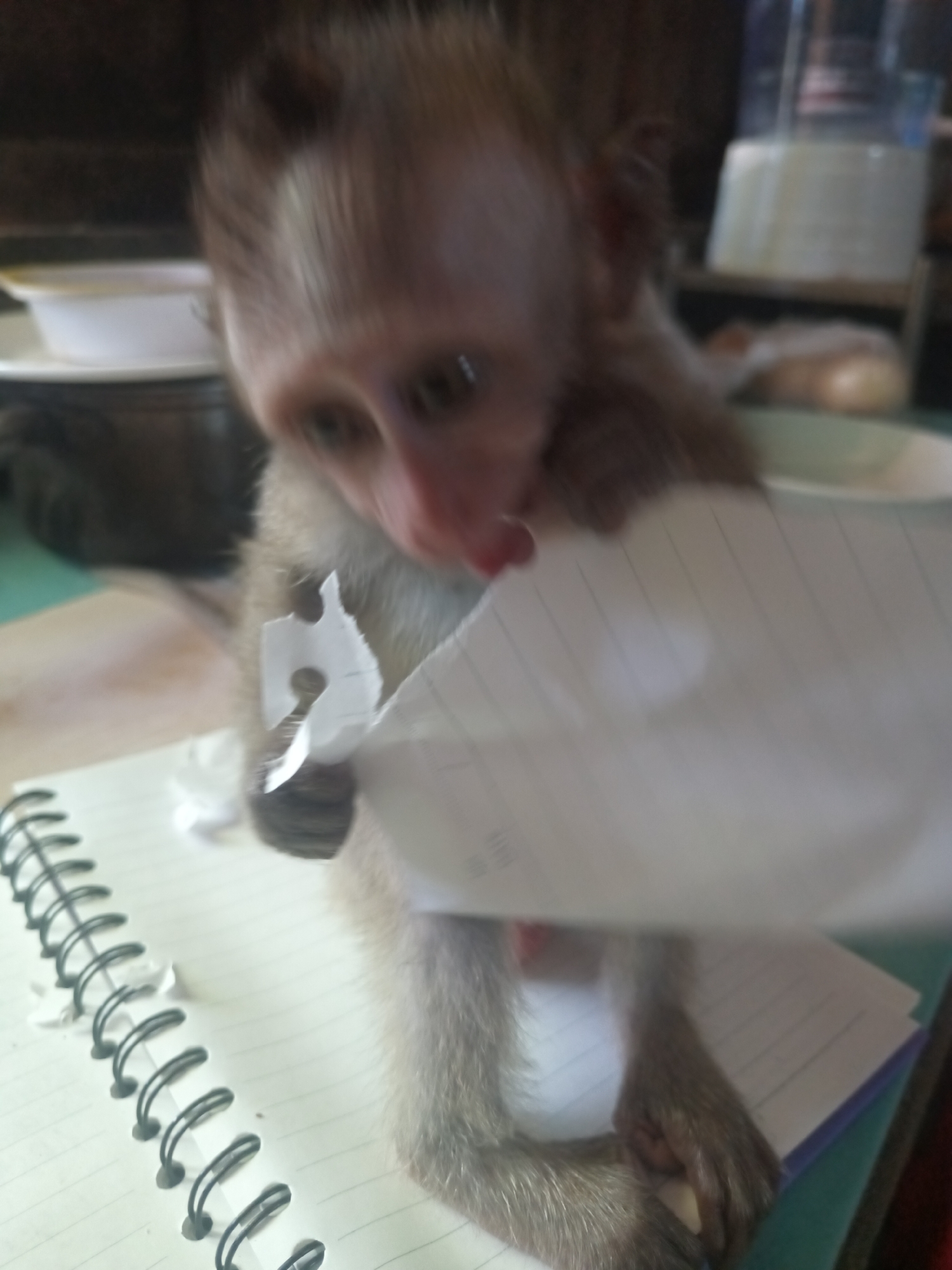 A medium, blurry, eye-level shot shows a monkey interacting with paper. The monkey is light brown, with darker ears. The monkey holds a piece of torn paper in its left hand, and a larger piece of white, lined paper in its right hand and its mouth. The monkey is sitting on a notebook with black spiral binding. In the background are indiscernible objects, including a white bowl.
This image was taken in Baan Thong Nang, Thailand.