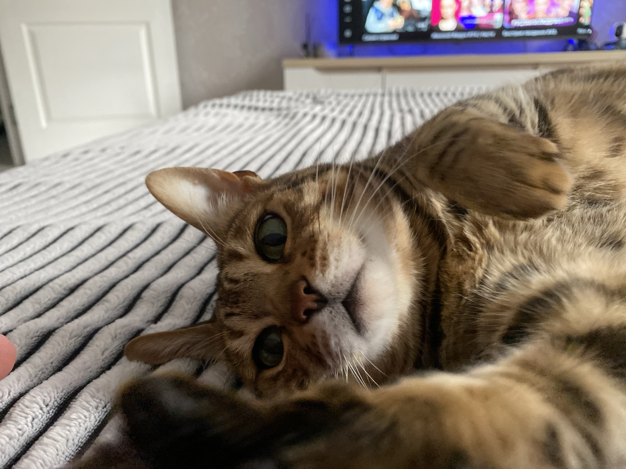 A brown tabby cat is lying on a bed with a striped comforter. The cat is on its back, with its head tilted to the side and its green eyes looking directly at the camera. Its paws are resting on its chest. The cat appears relaxed and comfortable. In the background, a white door and a television screen are visible. The television screen displays various people, suggesting it is on. The lighting suggests it is daytime. The scene is set indoors.