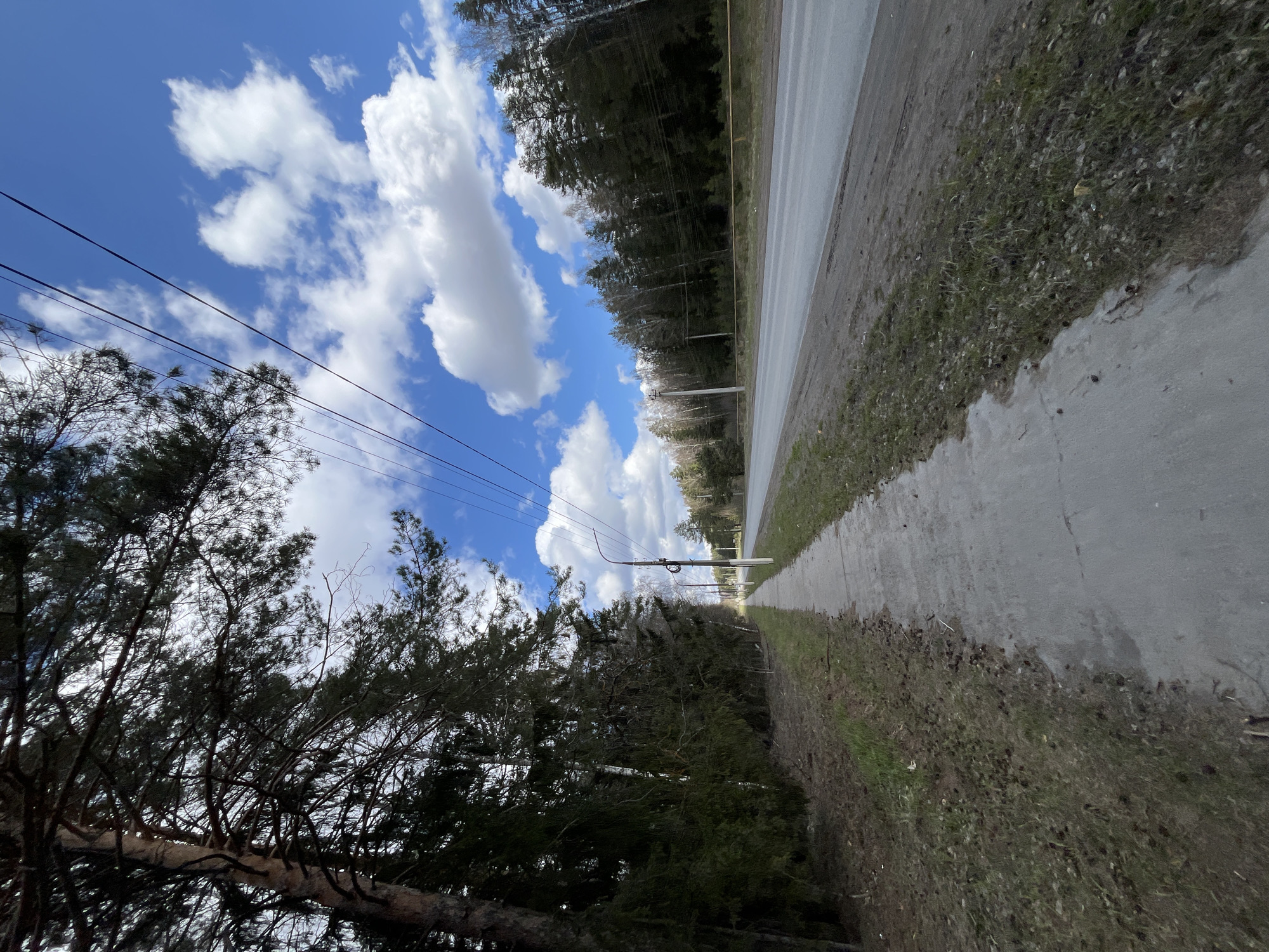 The image, captured in what appears to be Noviy, Russia, presents a serene, sunlit roadside scene. The upper portion of the frame is dominated by a bright blue sky dotted with large, fluffy white cumulus clouds, indicating clear and pleasant weather. Several dark power lines traverse the sky, stretching across the scene.
A light gray, paved path or narrow road extends from the foreground into the distance on the right side of the image. It appears to be made of concrete or asphalt and is bordered by a strip of earth and sparse, dry grass, forming the shoulder. Dense evergreen trees, likely pines, line both sides of the path. On the left, the canopies of these trees are prominent, with a visible tree trunk in the bottom left foreground. A utility pole supporting the power lines is visible in the middle distance on the right.
No people, vehicles, or explicit activities are taking place, suggesting a quiet, possibly rural or semi-rural environment. The scene is illuminated by bright daylight, likely morning or afternoon. The overall impression is one of natural tranquility within a forested setting. There is no visible text in the image.