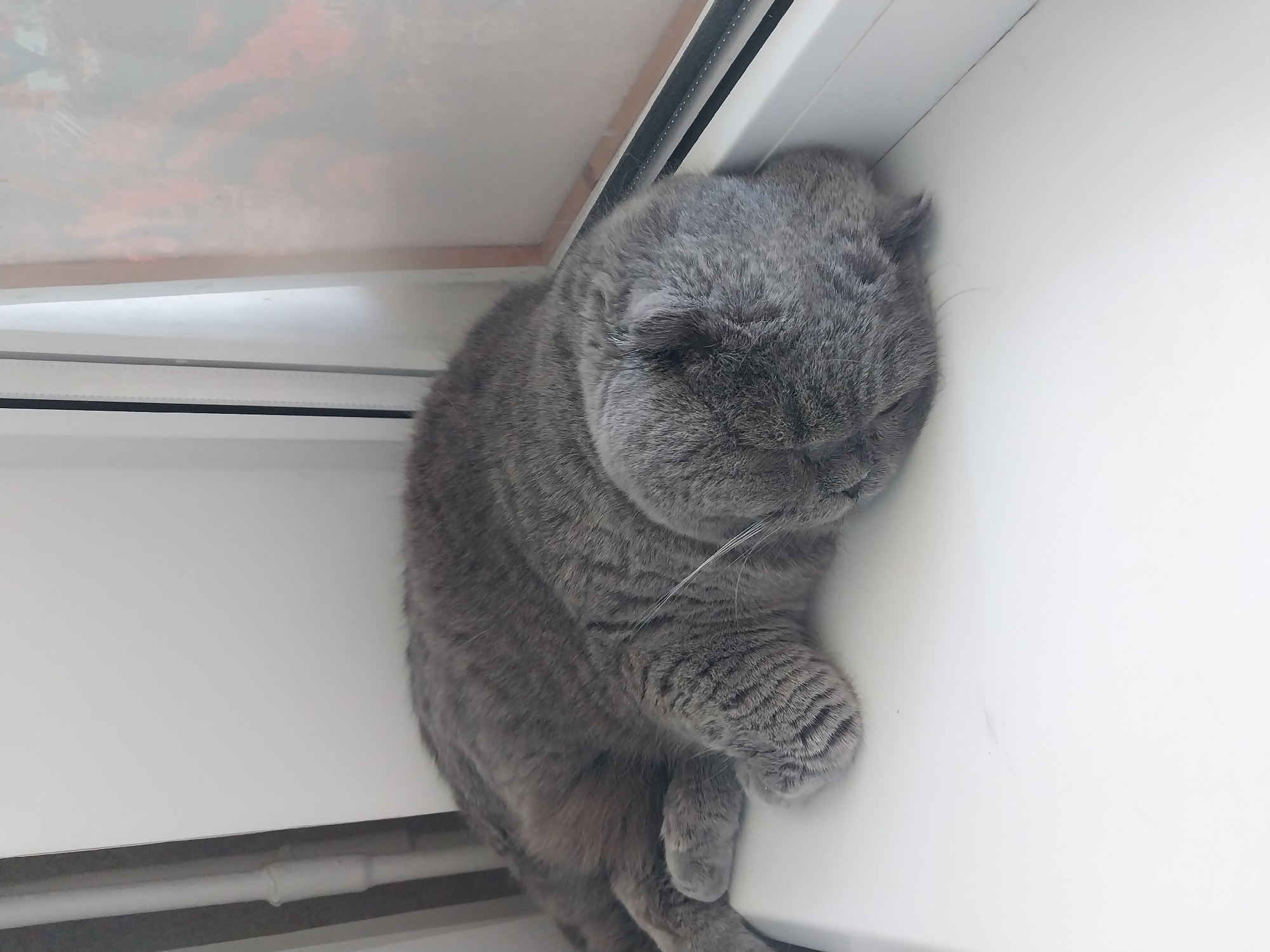 A grey Scottish Fold cat is sleeping on a white windowsill. The cat is curled up and facing away from the camera. The background is a white wall and a window with some orange and black abstract art visible through it. The scene is indoors, likely in a residential setting. The image does not provide any information about the location in the city of Dnipro, Ukraine.