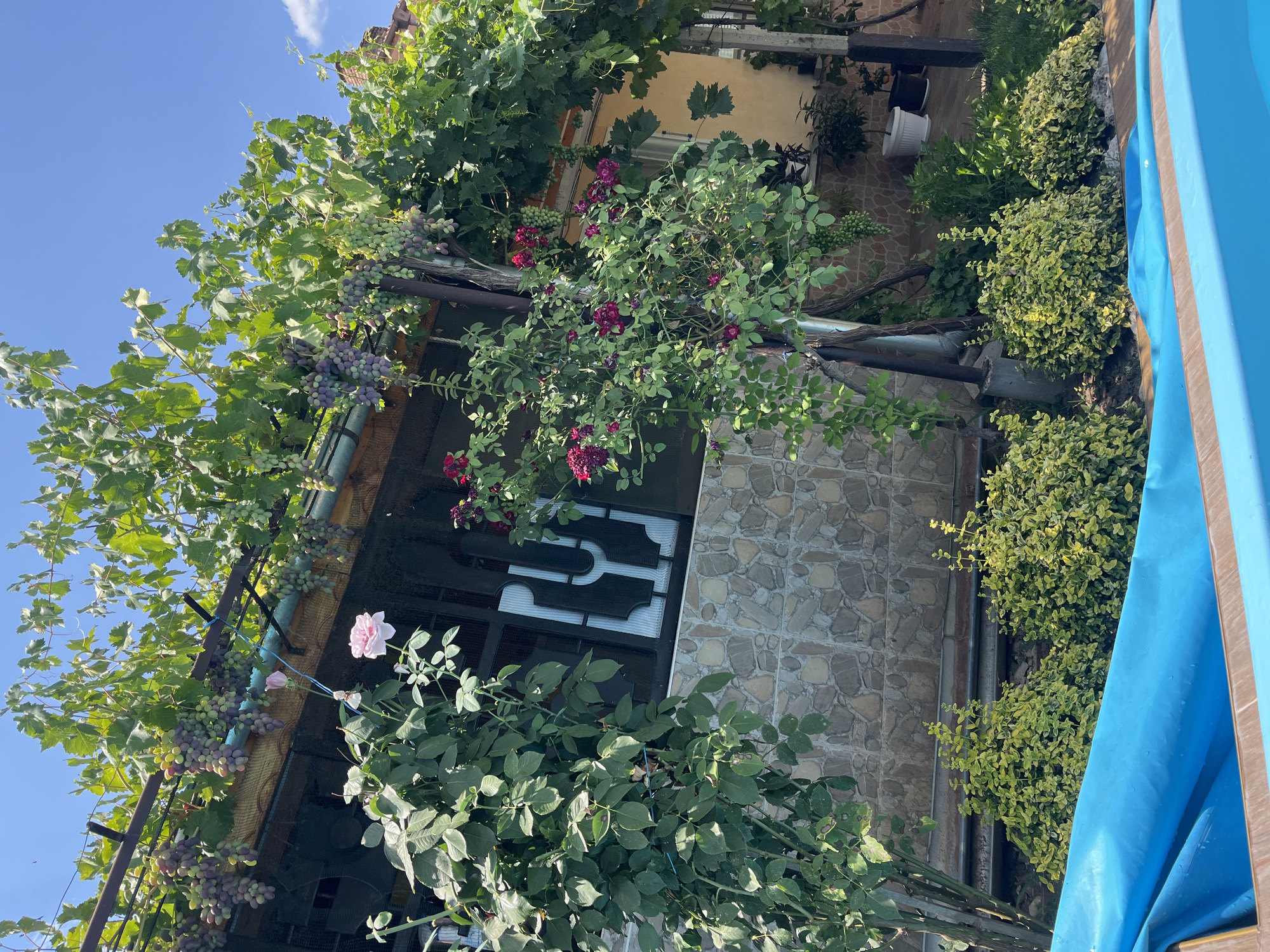This image depicts a sunny outdoor scene, likely a backyard or garden area, in the city of Pavlikeni, Bulgaria. The foreground is dominated by the edge of a bright blue pool, with a wooden border visible along its side. Behind the pool, a row of neatly trimmed, variegated green bushes adds texture and color.
Further back, a stone-tiled wall forms the base of a building. A lush rose bush with vibrant pink and deep red flowers is prominently featured, its branches reaching upwards. Above the rose bush and the building's exterior, a dense canopy of grapevines hangs heavy with clusters of both green and purple grapes, indicating a ripe harvest. The vines are supported by a metal structure.
The building itself appears to have a yellow-painted facade. A dark-colored, decorative metal grille is visible across a window, with a white, abstract-like design superimposed on it. The sky above is a clear, bright blue, with a few wispy clouds visible in the upper right corner. The overall impression is one of a serene and fruitful domestic setting. No people are visible in the image.