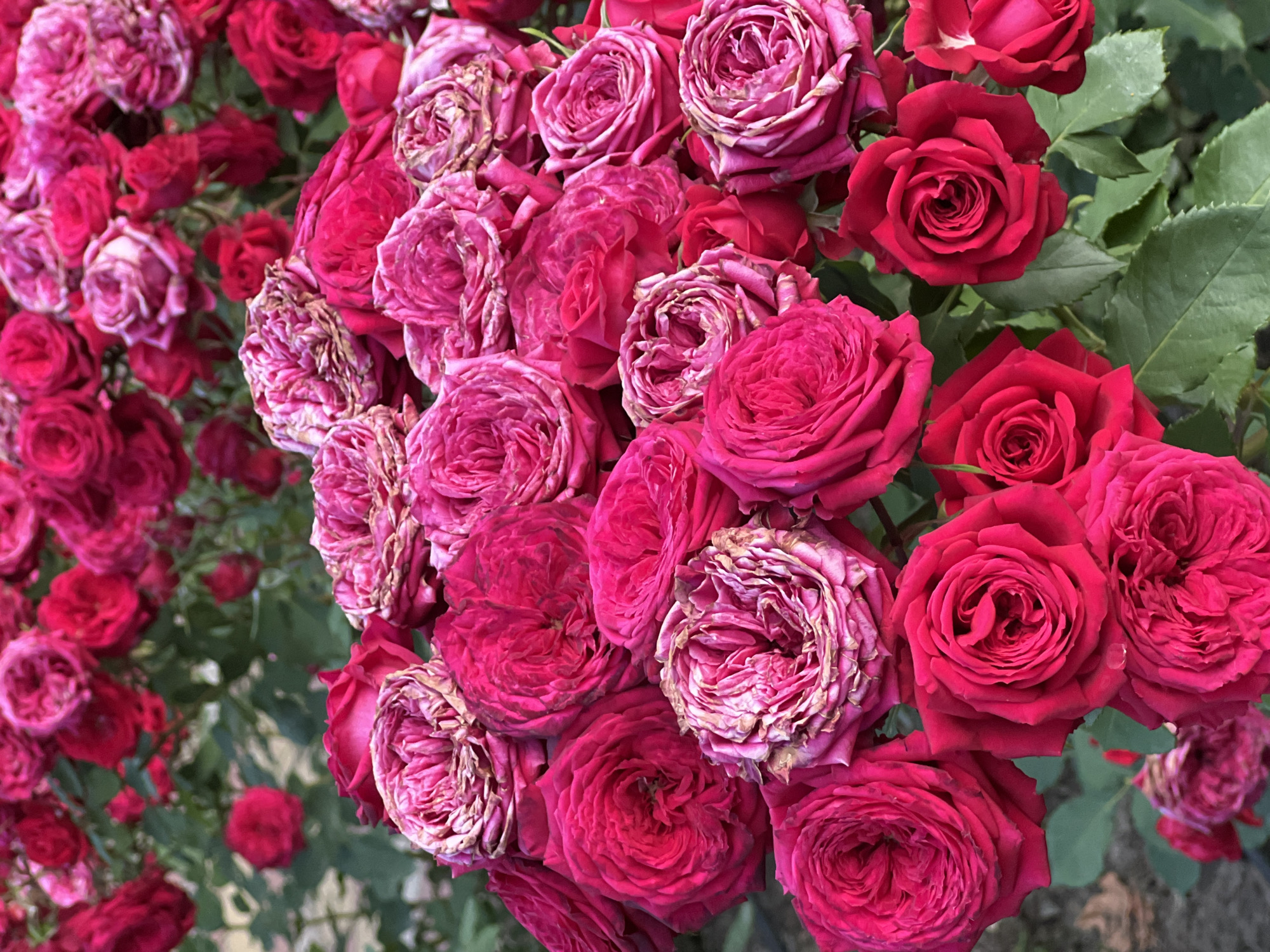 A close-up, eye-level shot captures a dense cluster of vibrant pink and red roses in bloom, with some showing signs of wilting. The roses are the primary subject, filling the frame from edge to edge. They vary in openness, with some buds tightly closed and others revealing intricate petal formations. The colors range from deep crimson to soft blush pink, with hints of lighter shades and dried, papery edges on some of the more mature blooms. Green leaves are visible interspersed among the flowers, providing a natural backdrop and a contrast to the rich floral colors. The lighting suggests it could be daytime, with soft, even illumination that highlights the textures of the petals. There are no people or text visible in the image, and no specific activity or event is depicted beyond the natural blooming of the roses. The overall impression is one of lush, natural beauty, with the presence of both fresh and aging flowers suggesting a natural progression of life. The location context provided is Krasnodar, Russia.