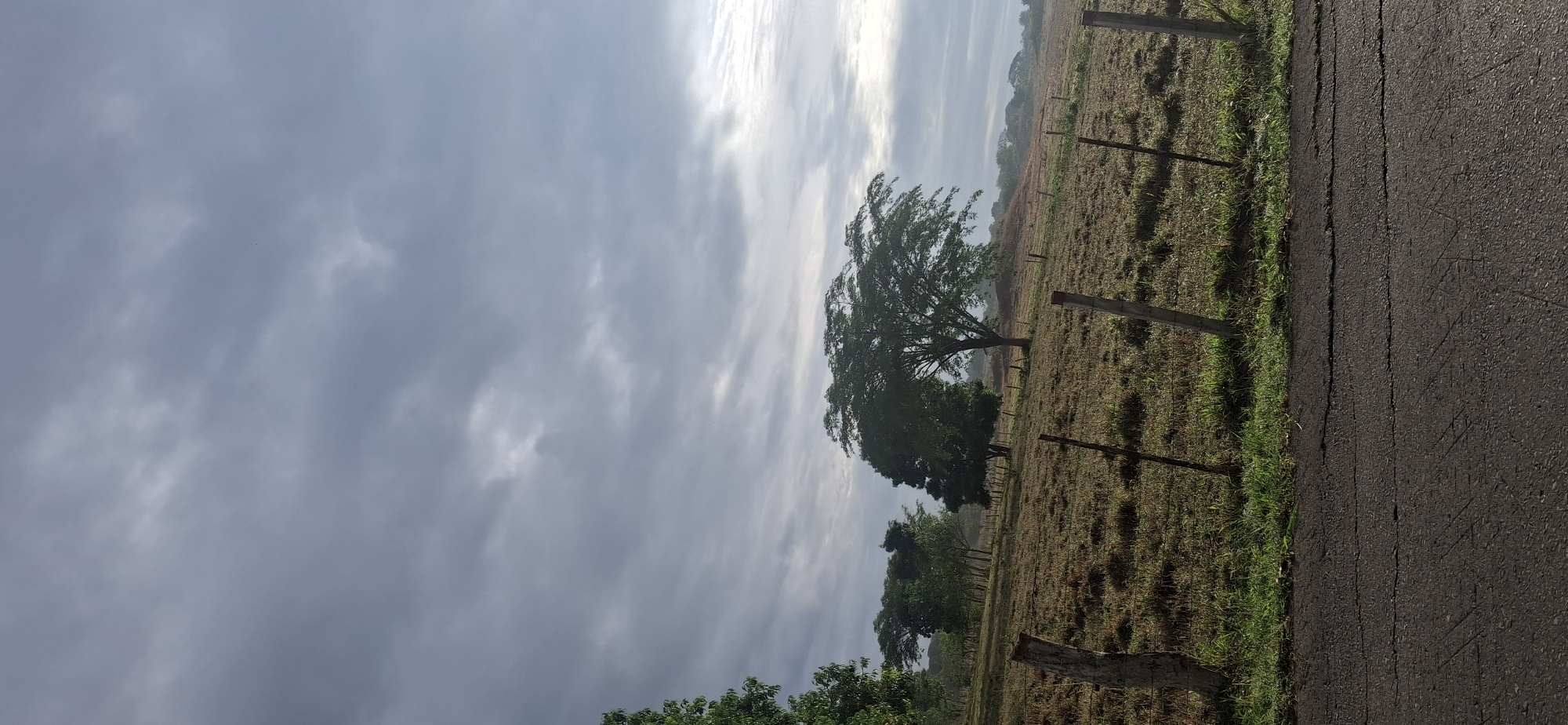 The image captures a tranquil, rural landscape, likely situated in Vallecito, Venezuela, under a cloudy sky. A large, mature tree with dense green foliage stands prominently in the middle-ground, anchoring the scene within a dry, open field. The field's ground cover appears yellowish-brown, suggesting dry grass or harvested land. A rustic fence line, featuring weathered wooden posts and wire mesh, runs along the edge of this field, separating it from an asphalt road on the right side of the frame. The road shows signs of wear, with visible cracks and a dark, possibly damp, surface.
The sky is dominated by varying shades of gray clouds, ranging from darker, denser formations to lighter, more ethereal wisps. Patches of brighter light are visible where the sun attempts to break through the overcast conditions, hinting at either early morning or late afternoon. This diffused light contributes to a soft, somewhat hazy atmosphere, particularly in the distant background where more trees and the horizon blend into the mist. No specific activity or event is taking place; the scene is static and devoid of human presence or visible wildlife. There is no visible text in the image.