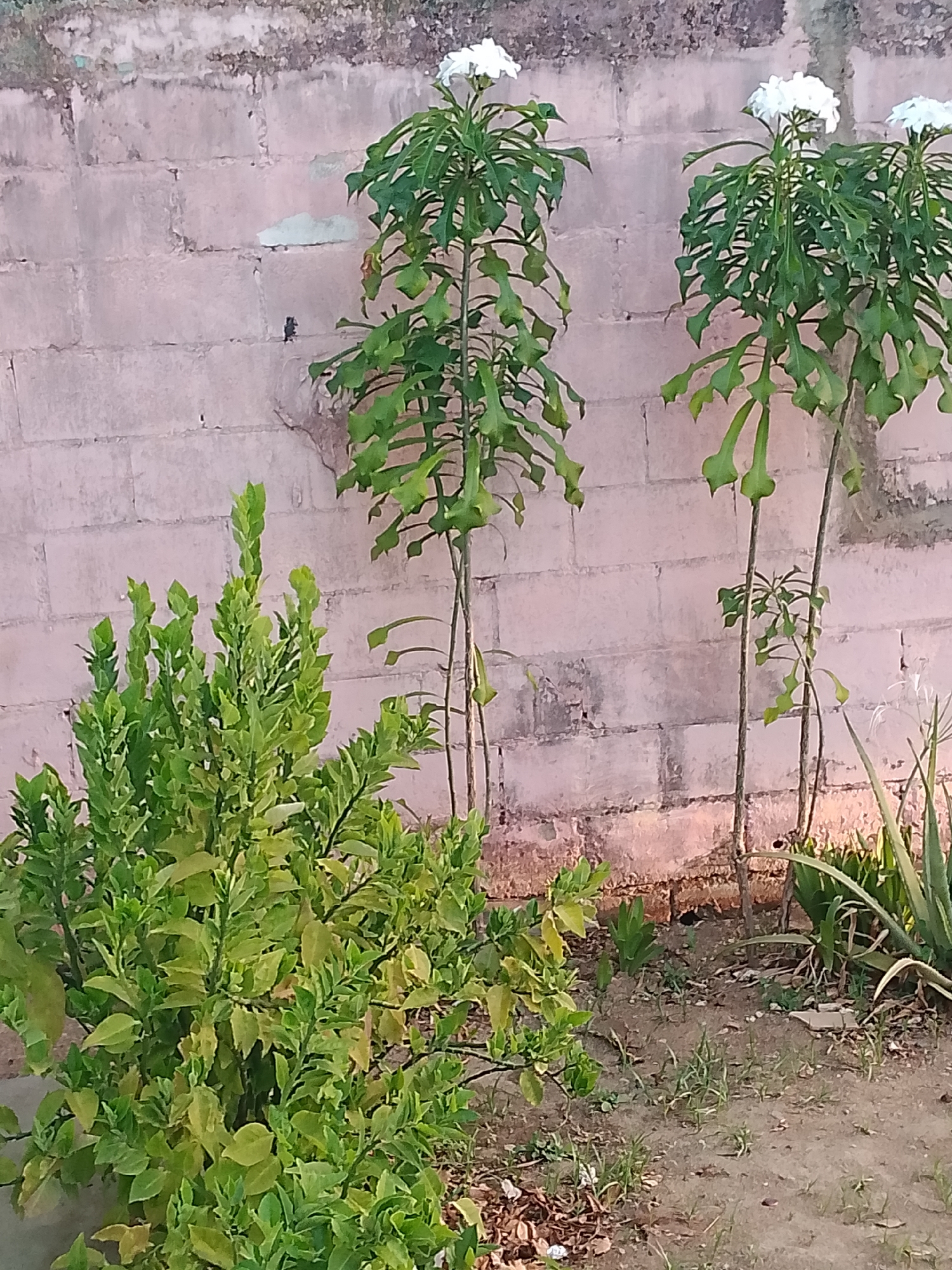 The image shows a low-angle, outdoor, medium shot of a garden area against a brick wall in Santa Ana, Venezuela. In the foreground, a dense, leafy green bush dominates the left side of the frame. To the right of the bush are three tall, thin plants with distinctive, elongated, green leaves and white flowers at the top. These plants are spaced out, with the tallest one in the center, another to its right, and a smaller one between them. The background consists of a pinkish-toned brick wall with some discoloration and patches of rough texture. The ground in front of the wall is a mix of dry soil, scattered leaves, and sparse green grass. Some aloe vera plants are visible on the far right, partially obscured by the tall plants. The lighting suggests it is daytime, possibly late afternoon, with some shadows cast on the ground. There are no people or animals visible in the image.