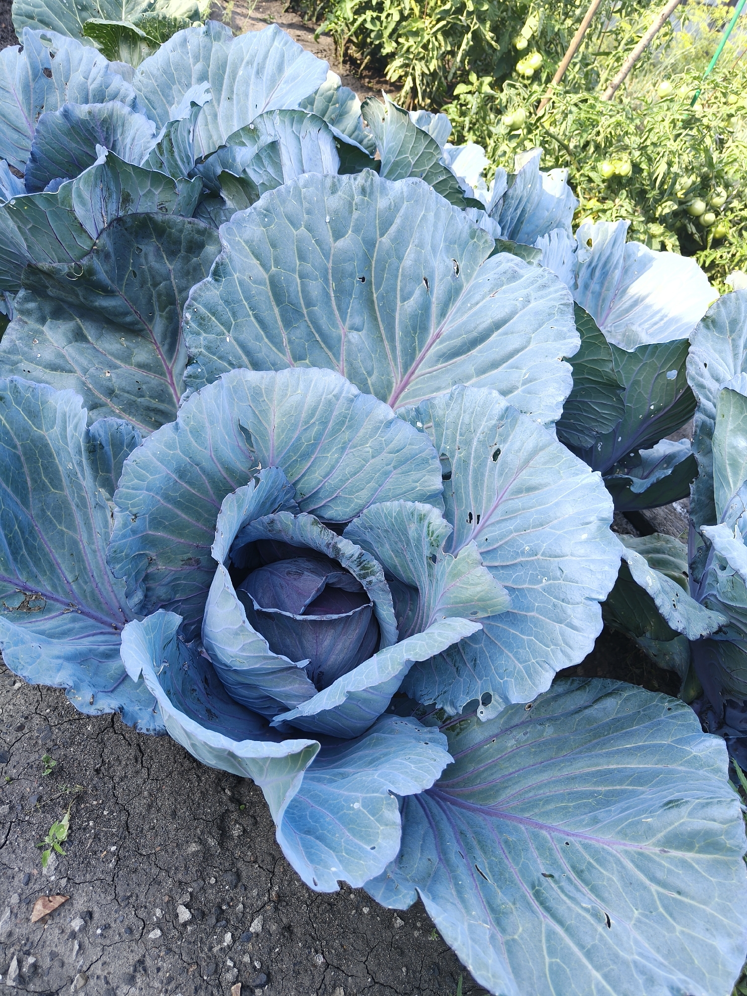 A close-up aerial shot features a large head of red cabbage in a garden. The cabbage is predominantly a vibrant bluish-purple, with large, crinkled outer leaves that extend outwards. The inner leaves are tightly packed, revealing a deeper purple hue at the core. The leaves have visible veins and some show small holes, likely from insect activity. The cabbage is planted in dark, dry soil that is cracked and somewhat stony. In the background, out of focus, are green tomato plants with small green tomatoes, suggesting a late summer or early autumn harvest season. The lighting suggests it is daytime, possibly late morning or afternoon, with soft, natural light illuminating the scene. The setting is a garden in Ardatov, Russia. No people or text are visible in the image.