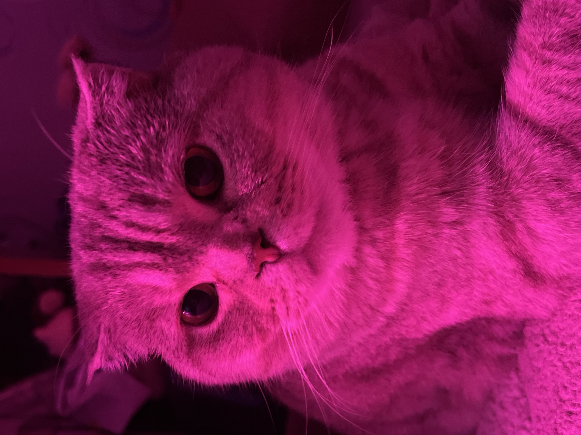 A close-up photograph shows a cat with light-colored fur under strong pink lighting. The cat has large, round eyes and a small pink nose. Its ears are folded down. The background is dark. The photograph seems to be taken indoors. The location is unknown.