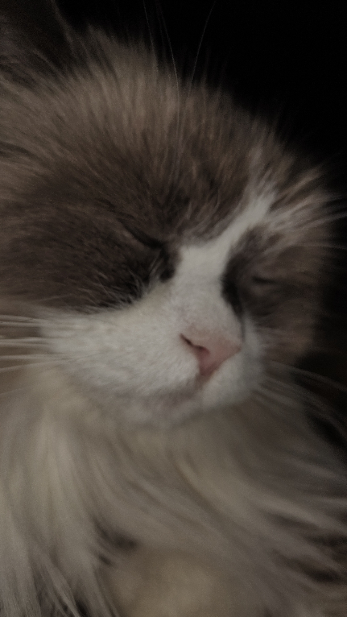 The image shows a close-up of a Ragdoll cat with its eyes closed, presumably resting. The cat has long, fluffy fur that is predominantly white with brown markings on its head. Its nose is pink. The background is dark and out of focus. The location in Chaikovsky, Russia is not discernible from the image.