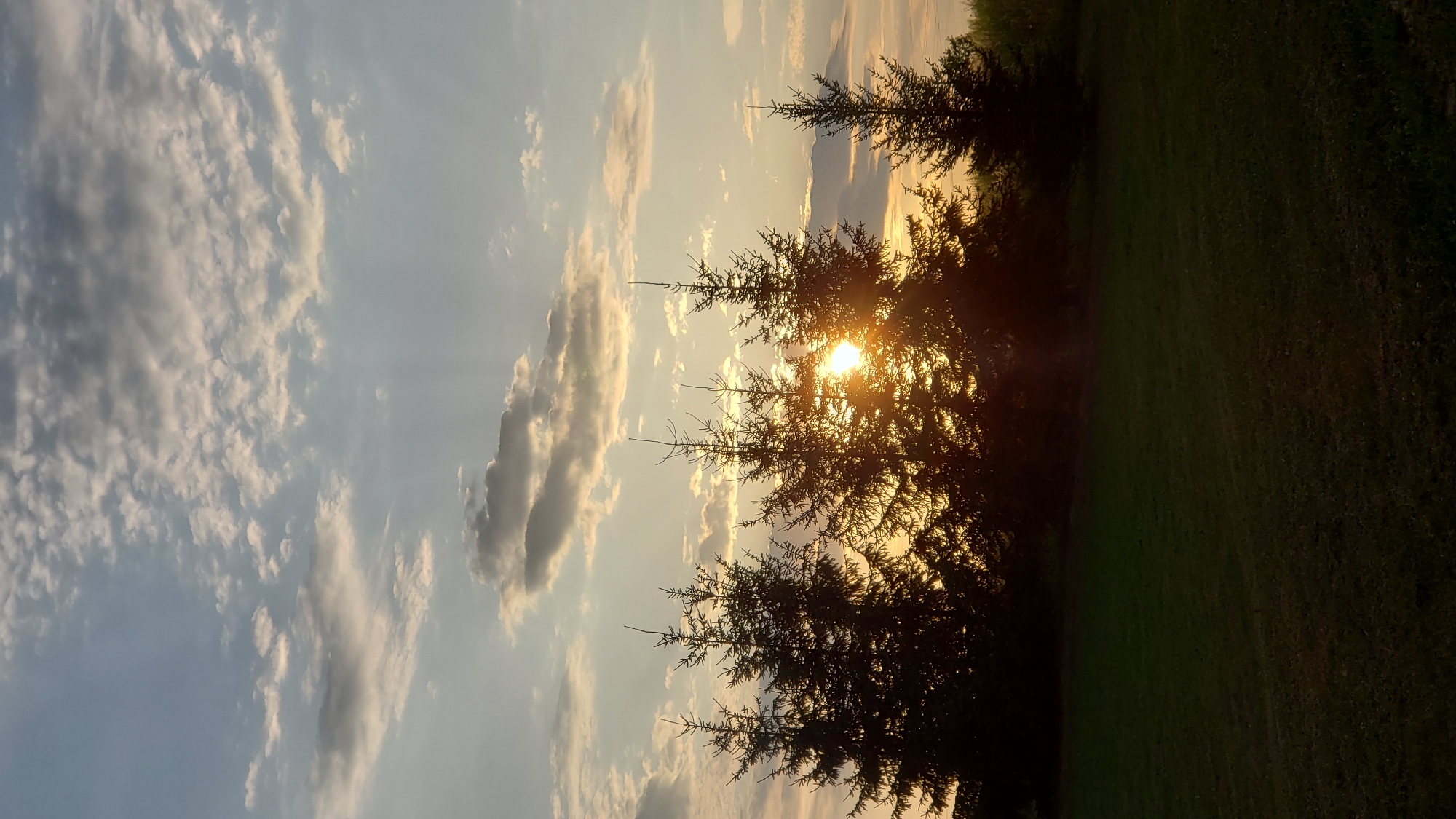 This is a vertical, eye-level, medium shot of a silhouette of several spruce trees against a sunset sky. The sun is partially visible through the trees, casting rays of light. The sky is filled with scattered clouds, some of which are illuminated by the setting sun. In the foreground, a dark green grassy lawn is visible. The image does not contain any people, actions, or interactions. This scene is not specifically located within the city of Prešov, Slovakia, but rather a general outdoor landscape.