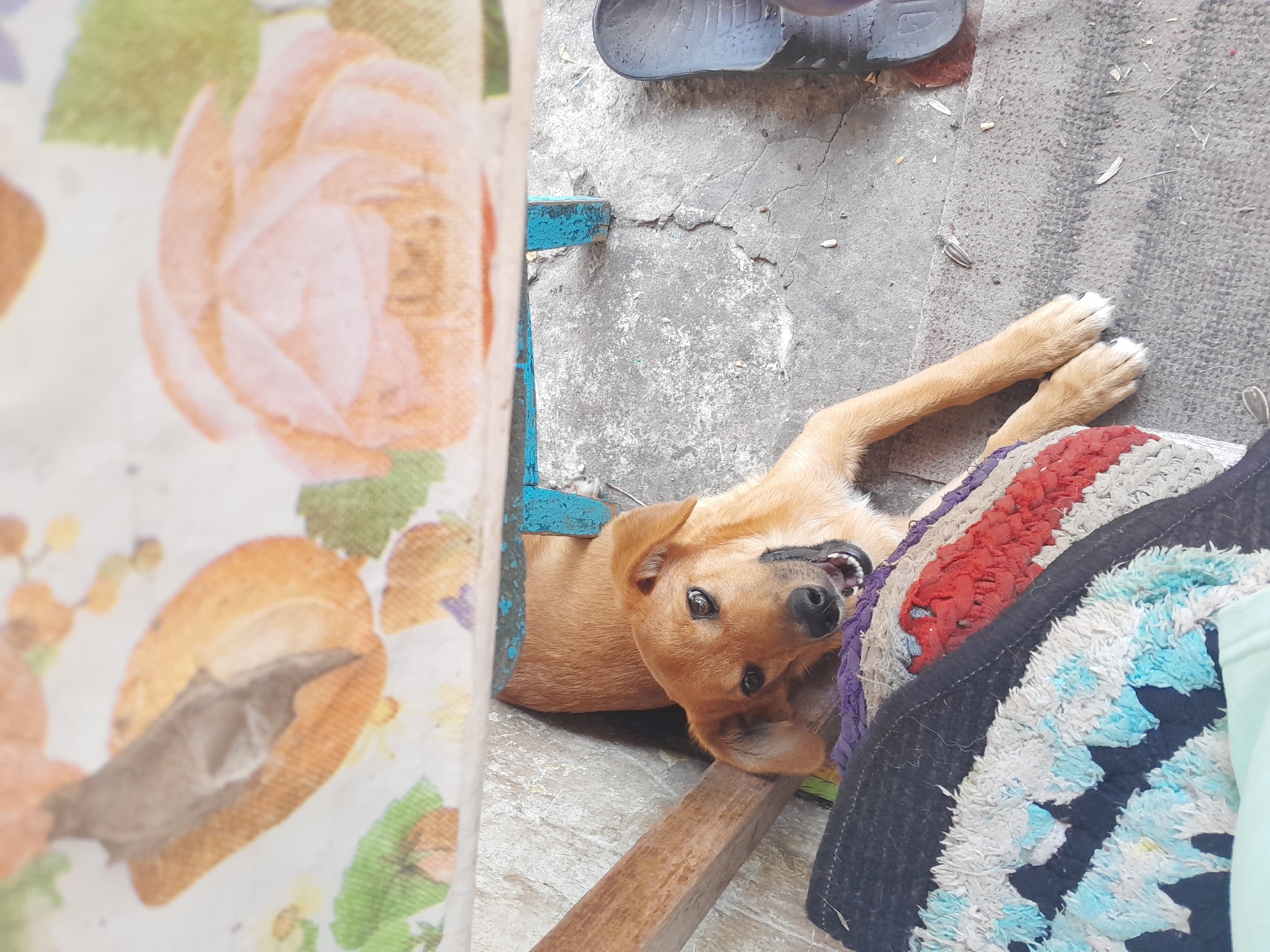 A tan dog is lying on a colorful rug under a table with a floral print. The dog is looking at the camera with its mouth open, as if it is smiling or panting. The table appears to be made of wood and has a blue painted leg. The ground is concrete and appears to be cracked. There is a dark-colored shoe to the right of the dog. The scene is outdoors, likely in a backyard or patio area. This scene is located in Kypiachka, Ukraine.