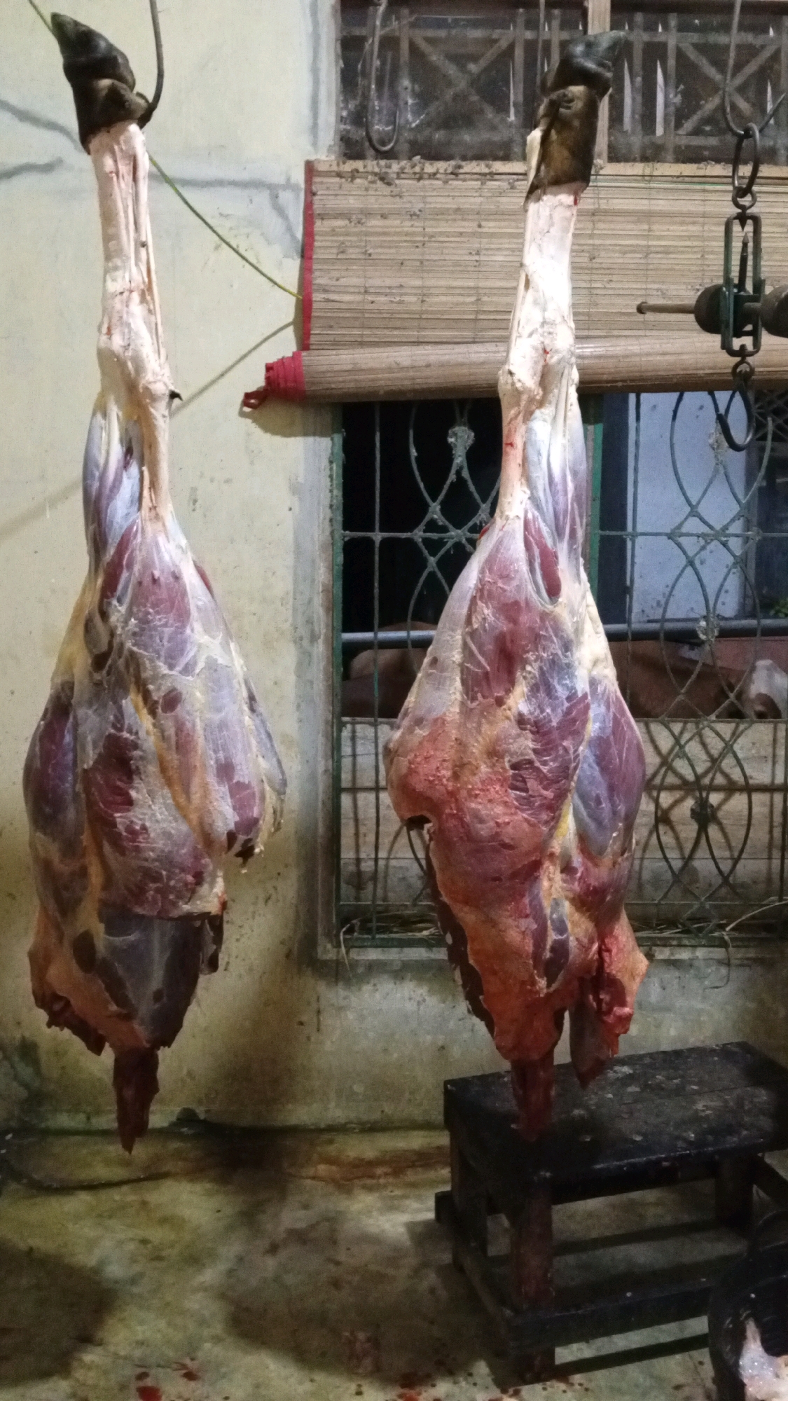 Two halves of a cow carcass are hung by their hind legs in what appears to be a slaughterhouse or butcher shop in Meunasahteungkudigadong, Indonesia. The carcasses are freshly butchered, with visible muscle tissue and some bloodstains on the floor. The background shows a window with a bamboo blind and metal bars, and a wall that is likely concrete or stucco. The lighting is dim, suggesting it might be evening or an indoor setting with artificial light. There are no people visible in the image. The scene is raw and displays the immediate aftermath of animal butchery.