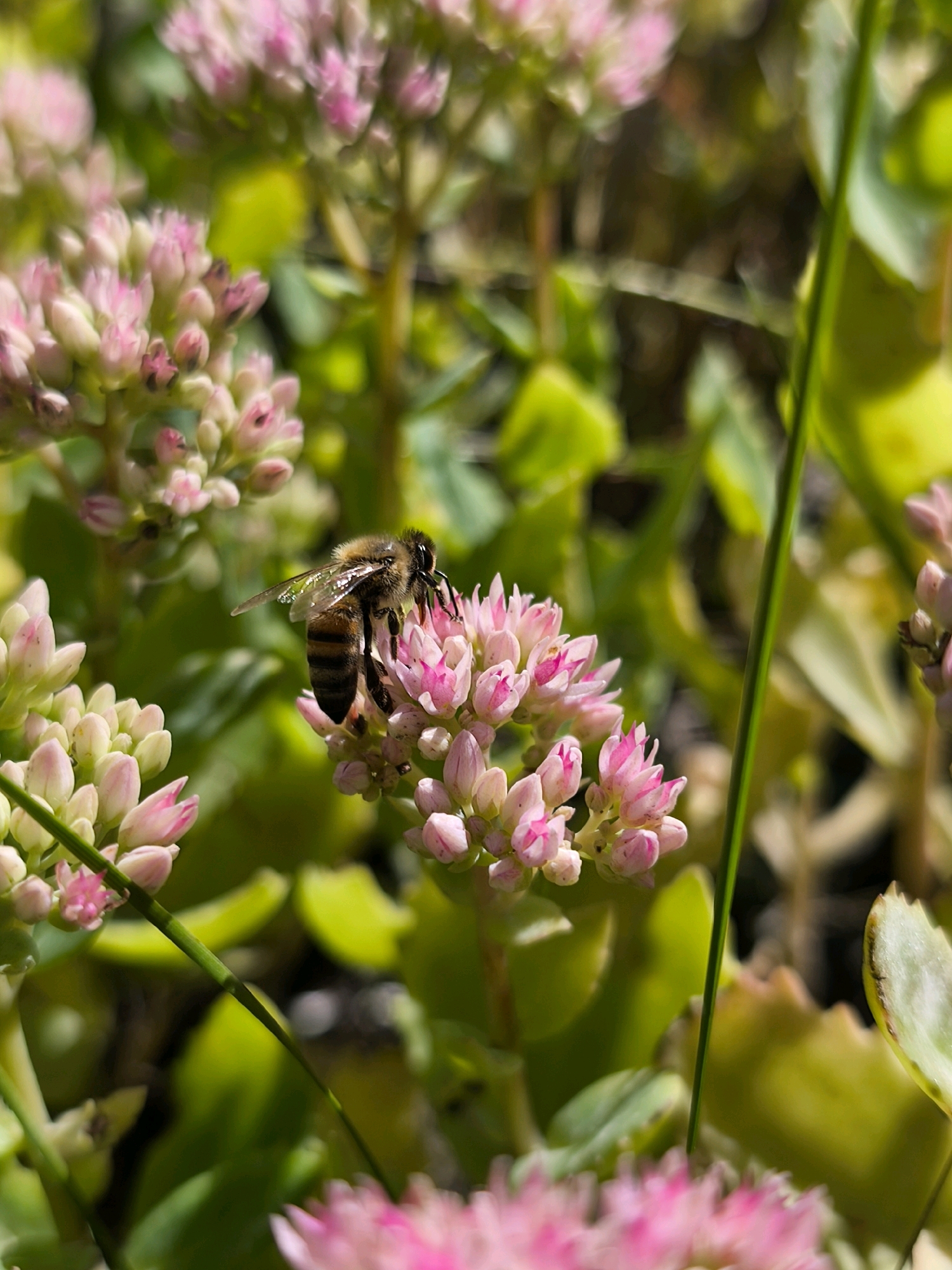 A bee is collecting nectar from a cluster of pink flowers. The bee, with its striped abdomen and transparent wings, is positioned on the right side of the frame, with its head facing into the flowers. The flowers are small and tightly packed, with a soft pink hue. The background is a blur of green foliage and some brighter yellow-green leaves, suggesting an outdoor setting. There are no people or buildings visible in the image. The scene is likely from a garden or natural setting in Mahilyow, Belarus, given the context.