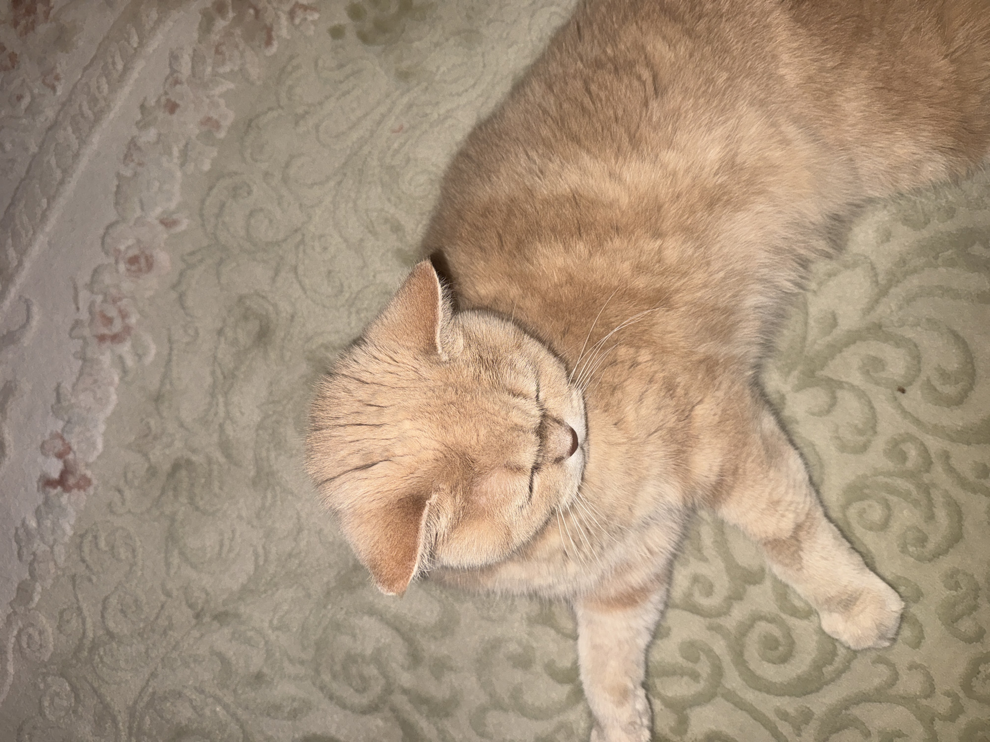 The image shows a close-up, overhead shot of a light orange cat lying on a patterned rug. The cat is mostly in the right half of the frame, with its head angled towards the left. Its eyes are closed, and it appears to be sleeping or resting. The rug has a green base color with a swirling pattern in lighter shades, as well as some floral design.
