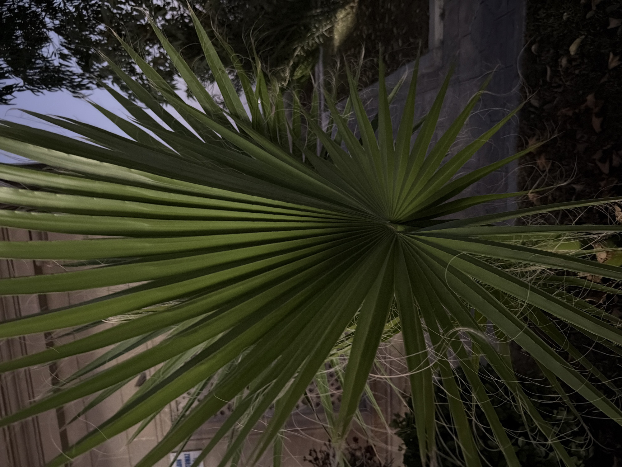 A close-up, low-angle, outdoor shot captures a portion of a fan palm frond. The frond is vibrant green and occupies the majority of the frame, with its long, slender leaves fanning out from a central point. Delicate, wispy white fibers are visible along the edges of some leaves. In the background, the scene is dimly lit, suggesting it is either early morning or evening. A paved walkway runs diagonally through the background, with some dark foliage and what appears to be a building or wall on the left. The sky is a pale, dusky blue. This scene is located in Salyan, Azerbaijan.