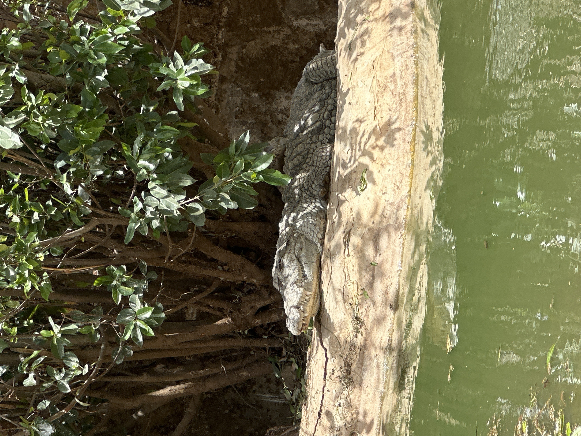 The image depicts an alligator resting on a log at the edge of a body of water. To the left of the alligator is a bush. The location of the image is likely in Jos, Nigeria.