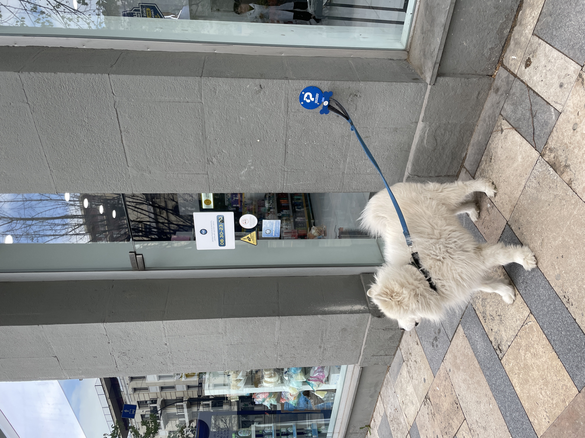 A fluffy white Samoyed dog is tethered to a blue dog-parking station outside of a shop in Tbilisi, Georgia. The dog is standing on a stone-tiled sidewalk. The shop has a glass front displaying various products, some of which are cosmetic items. A man can be partially seen in the reflection of the glass. Signs and stickers are affixed to the storefront. The dog's leash is attached to a small blue structure that is fixed to the wall.