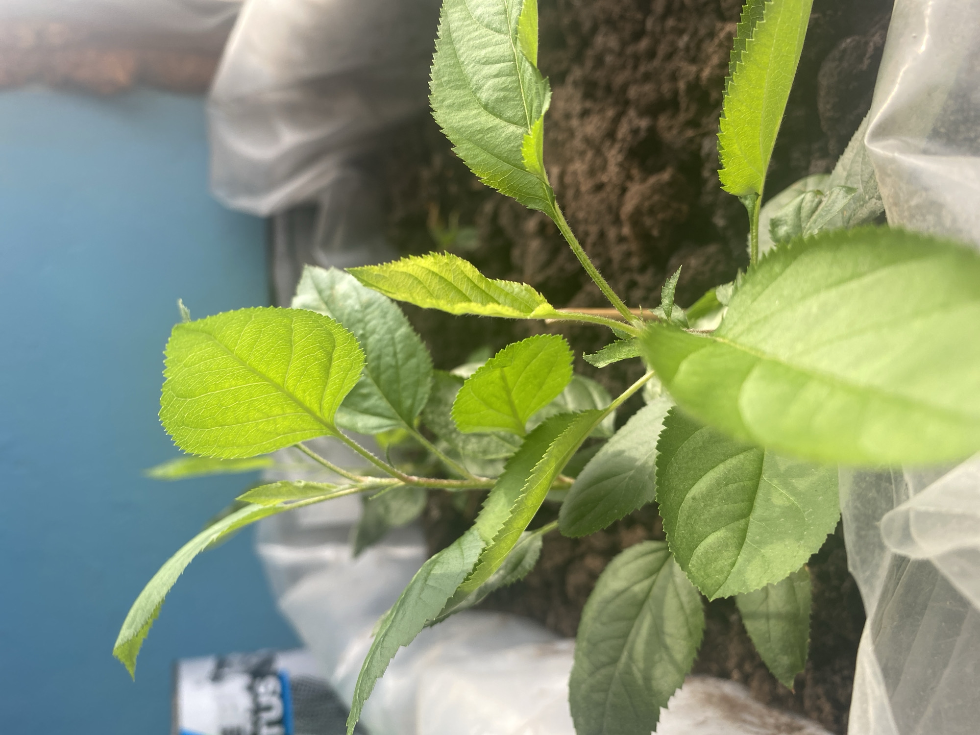 A close-up, eye-level shot shows a young apple tree sapling growing in rich, dark soil. The sapling has multiple bright green leaves, some with serrated edges, and a thin, reddish stem. The background is out of focus, but appears to be a teal-colored wall. To the left, a portion of a white and blue cylindrical object, possibly a can, is visible. White plastic sheeting is present around the base of the plant, suggesting it is being protected or cultivated in a controlled environment. The scene is likely from a garden or greenhouse in Kizilyurt, Russia.