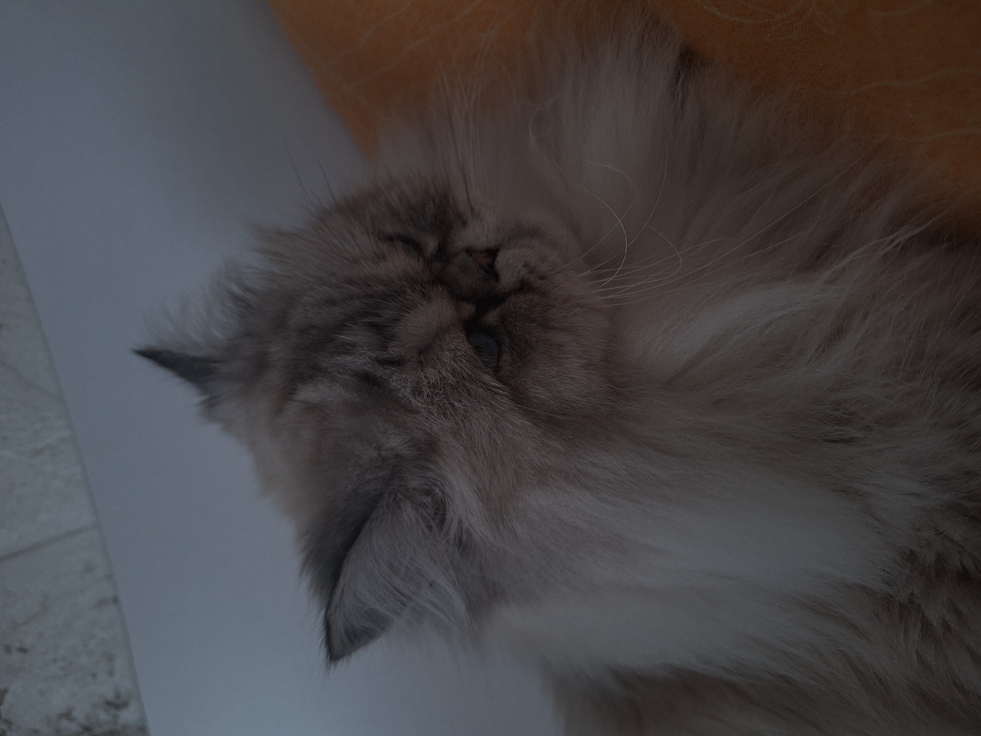 A close-up, slightly angled photograph shows a fluffy, light-colored cat resting. The cat has long fur and its head is tilted. Part of an orange cushion is visible behind the cat's head. The background includes a white or light grey surface. There is no indication of the location being Panagyurishte, Bulgaria.