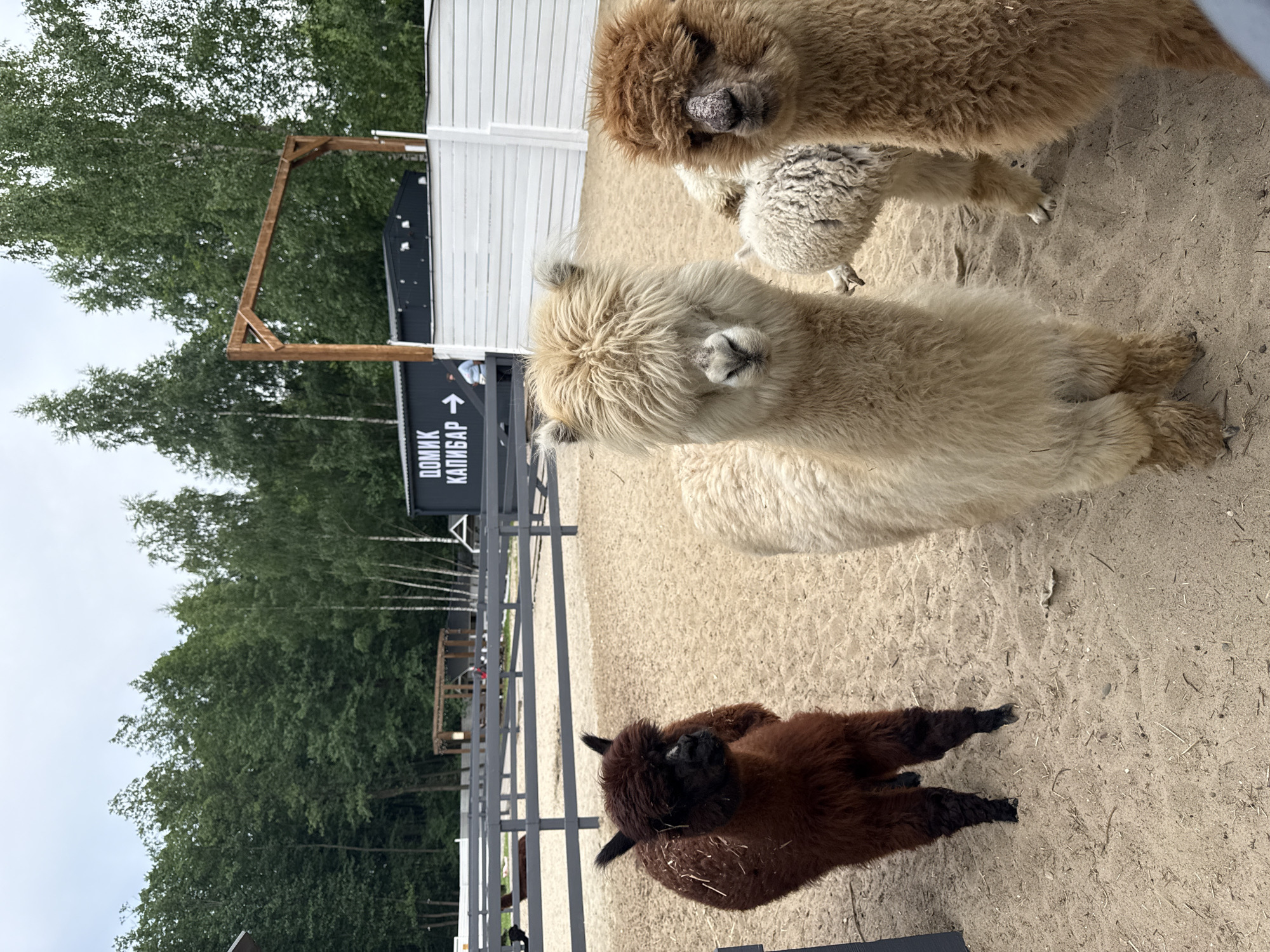 The image shows a group of alpacas in an outdoor enclosure. The ground is covered in sand and scattered with dry grass and twigs. In the background, there is a wooden fence and trees. A dark building with white text that appears to read "ДОМИК КАПИБАР" (which translates to "Capybara House") is visible behind the fence, along with a wooden structure that looks like an archway. A few people can be seen in the distance near the building. The alpacas are of various colors, including brown, cream, and a lighter tan. One brown alpaca is standing in the foreground on the left, facing the camera. A cream-colored alpaca with its face mostly obscured by fluffy wool is in the center, also facing forward. To the right, a tan alpaca with a more visible face, showing a somewhat rough nose area, is looking towards the camera. Another alpaca, mostly white and fuzzy, is partially visible between the cream and tan alpacas. The overall impression is that of an animal park or a petting zoo. There is no visible indication that this scene is located specifically in the city of Shevelkino, Russia, beyond the text on the building which is in Cyrillic script.