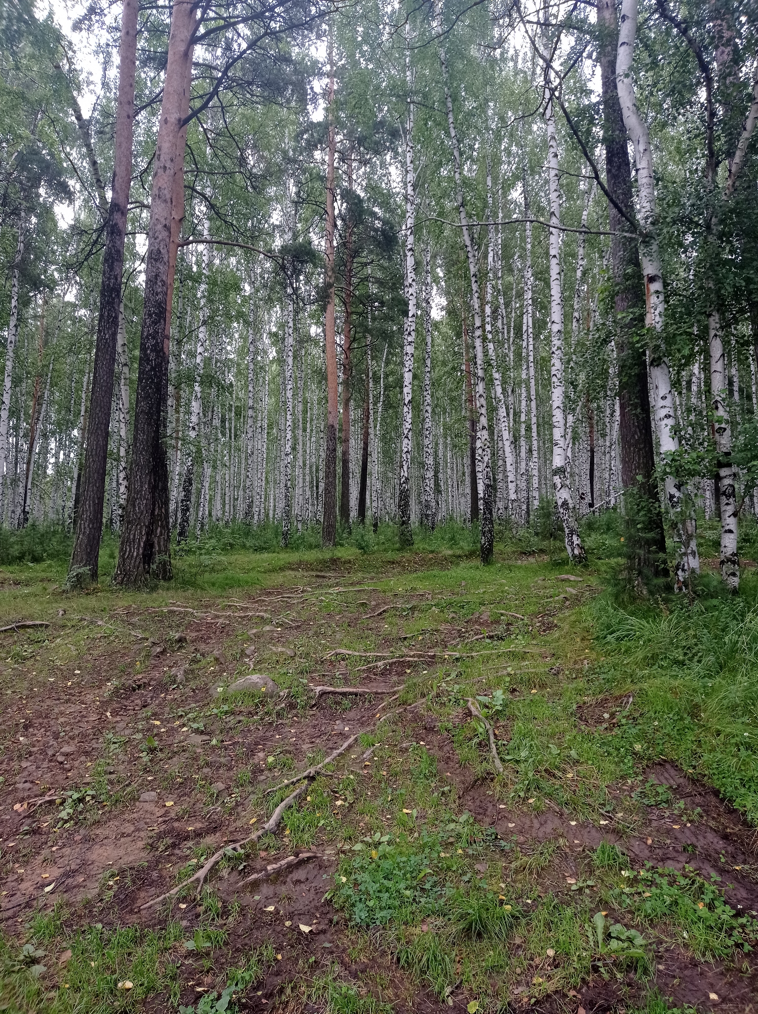 The image depicts a forest scene dominated by birch trees with their distinctive white bark, interspersed with darker pines. The ground is covered in patches of grass and exposed soil, with visible tree roots snaking across the surface. The overall impression is one of a natural, wooded area, likely a park or a section of forest on the outskirts of a populated area. There are no people or animals visible in the image. The light suggests it is daytime, with the sky appearing overcast. The environment is consistent with a temperate forest, likely located in or around Degtyarsk, Russia, given the prevalence of birch trees in the region.