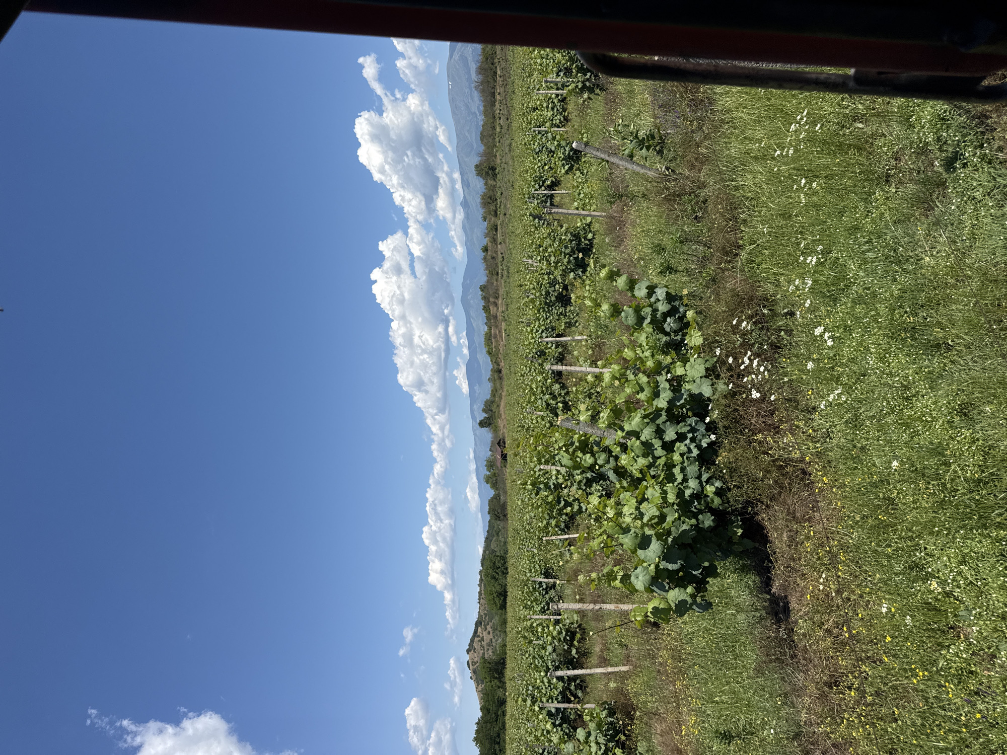 The image captures a vineyard under a bright blue sky with scattered white clouds. Rows of lush green grapevines stretch towards rolling hills in the distance. A small, rustic wooden structure is visible amidst the vineyard, suggesting it might be a shelter or a shed. In the foreground, the vines are in full leaf, with stakes supporting their growth. The ground around the vines is covered in tall green grass and scattered wildflowers, some white and some yellow. The overall impression is one of a rural, agricultural landscape on a sunny day. The location is identified as Prolom, Bulgaria. The vantage point appears to be from a vehicle, indicated by the presence of a dark red frame or structure on the right side of the image, possibly a door or window frame.