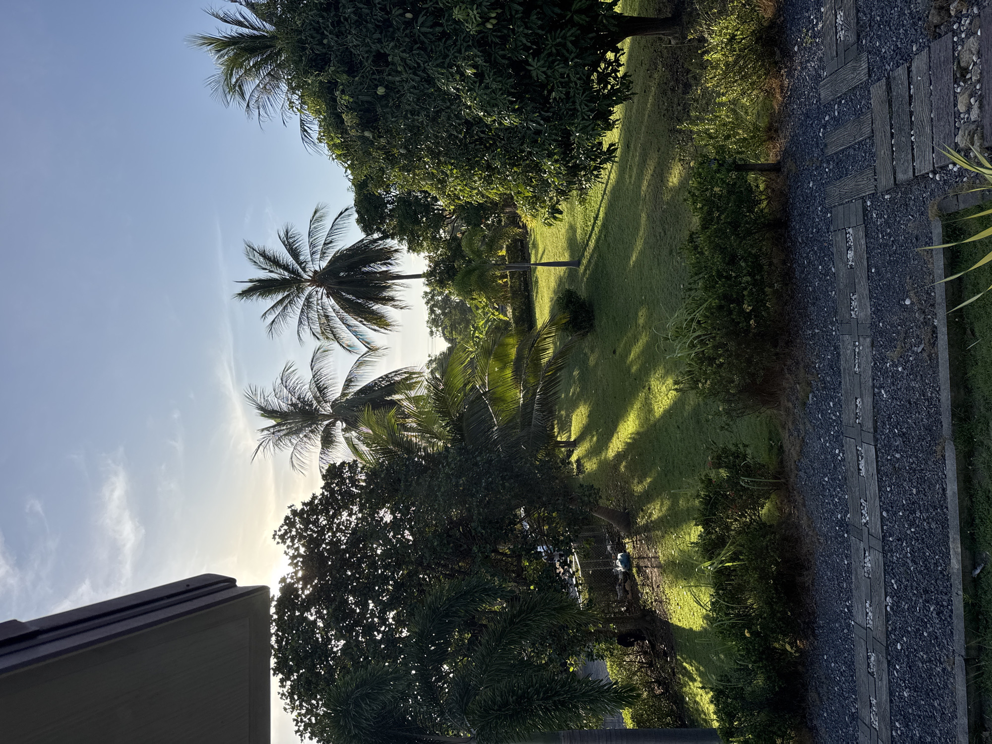 The image depicts a sun-drenched garden area, likely within a residential property or resort in the Ko Samui District of Thailand, characterized by lush tropical vegetation. Dominating the scene are several palm trees, their fronds casting long, dramatic shadows across a neatly manicured green lawn. A mature mango tree, laden with fruit, stands prominently on the right side of the frame, its dense foliage providing ample shade. In the foreground, a pathway constructed with dark gravel and embedded wooden planks, interspersed with small white stones, leads into the garden. The sky above is a clear, pale blue, with wispy clouds and the sun positioned low on the horizon, suggesting either early morning or late afternoon light. The perspective suggests the photograph was taken from the sheltered area of a building, possibly a veranda or roof overhang, visible in the upper left corner. The overall impression is one of tropical serenity and vibrant natural beauty.
