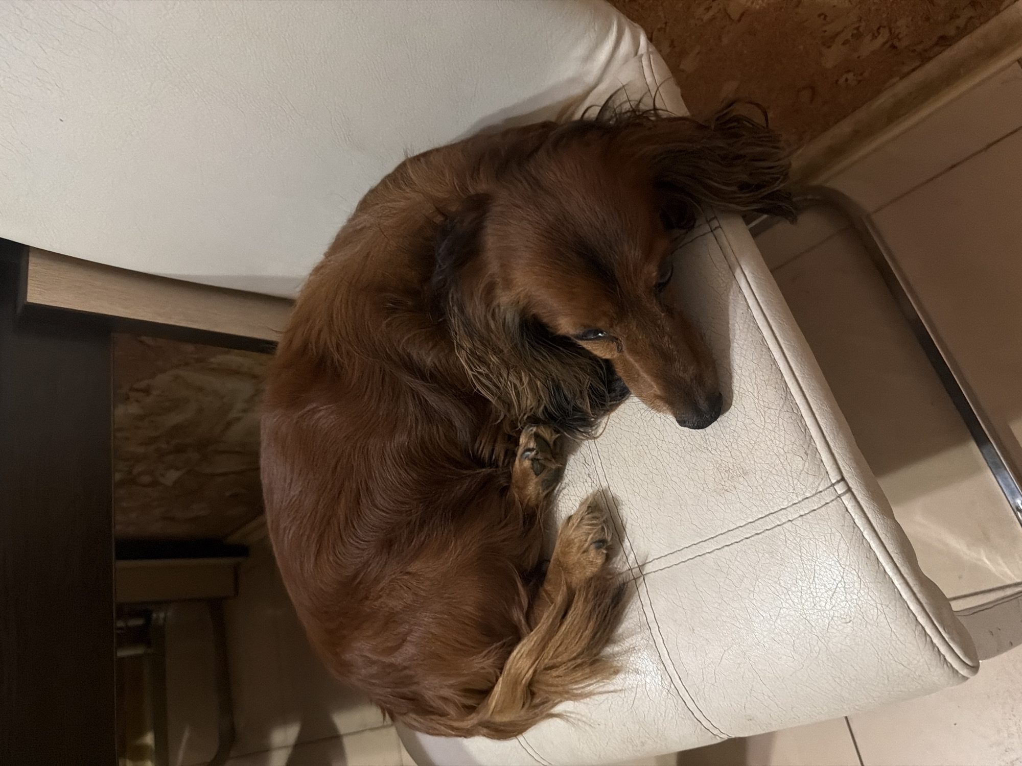 A brown, long-haired dachshund is curled up on a white chair with stitched seams. The chair appears to be indoors. The location is unknown, the prompt is incorrect because there is no proof that it is in the city of Krasnoyarsk, Russia.